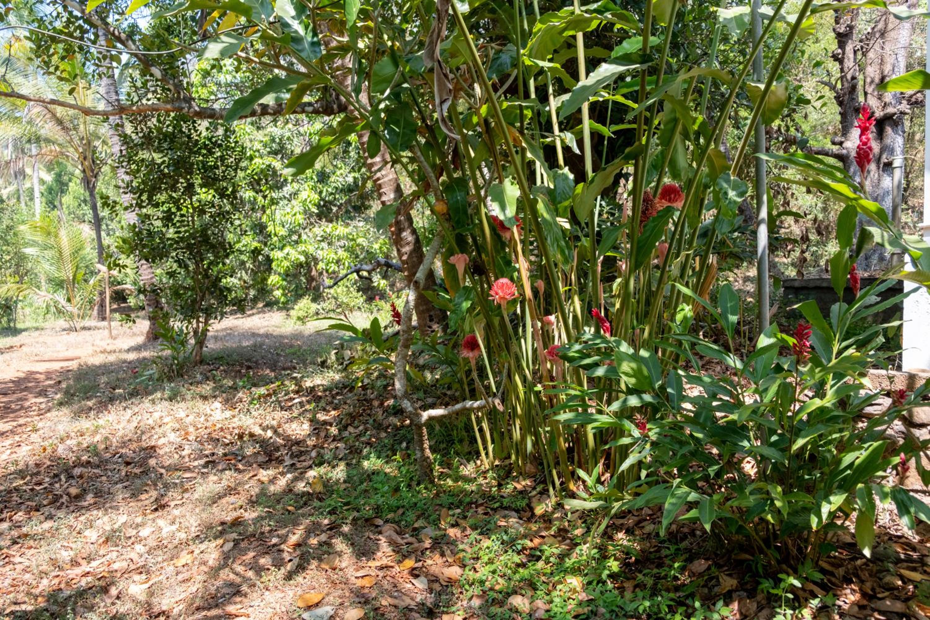 Mangaal Farmstay Goa