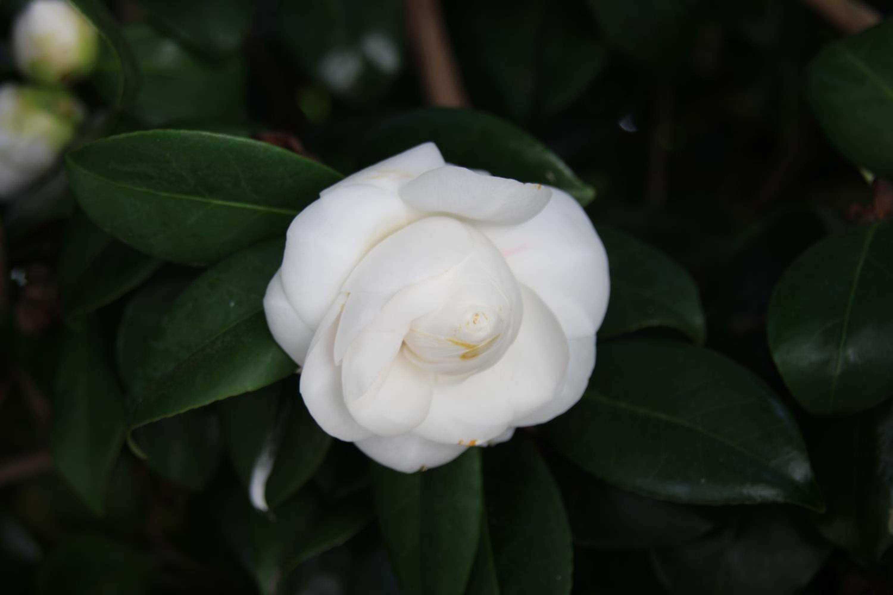 Photo 44