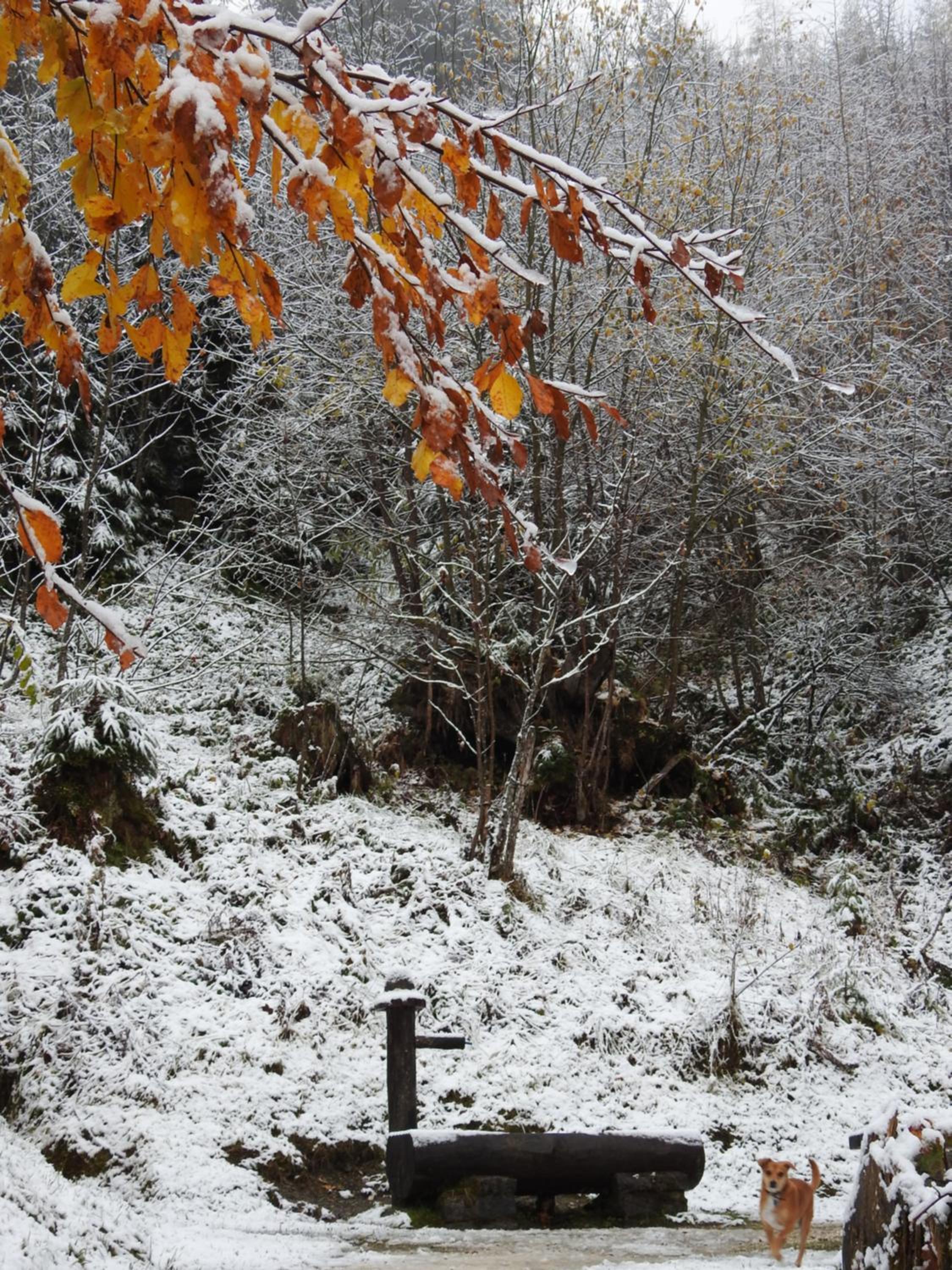 Pension Alpenrose