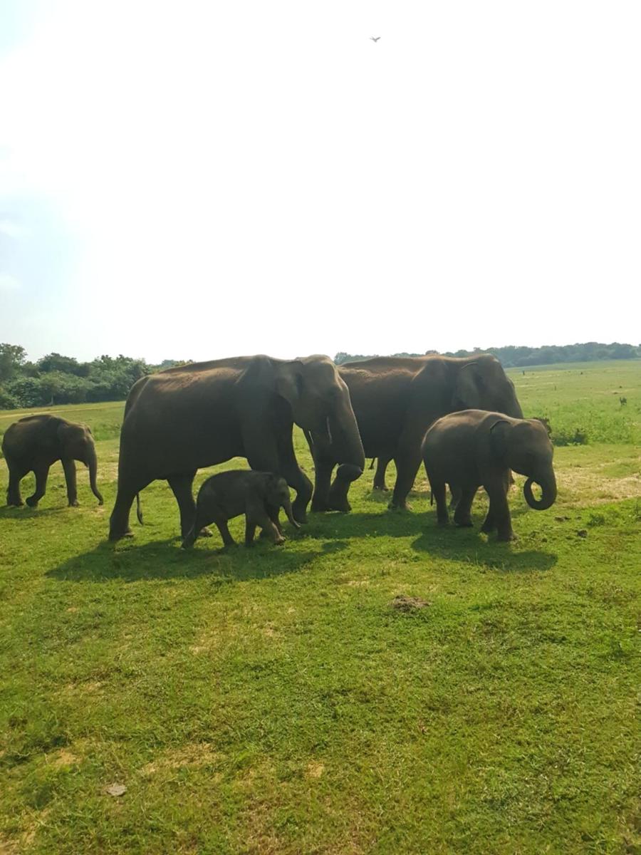 Elephants Fence Guest & Safari Services view 5