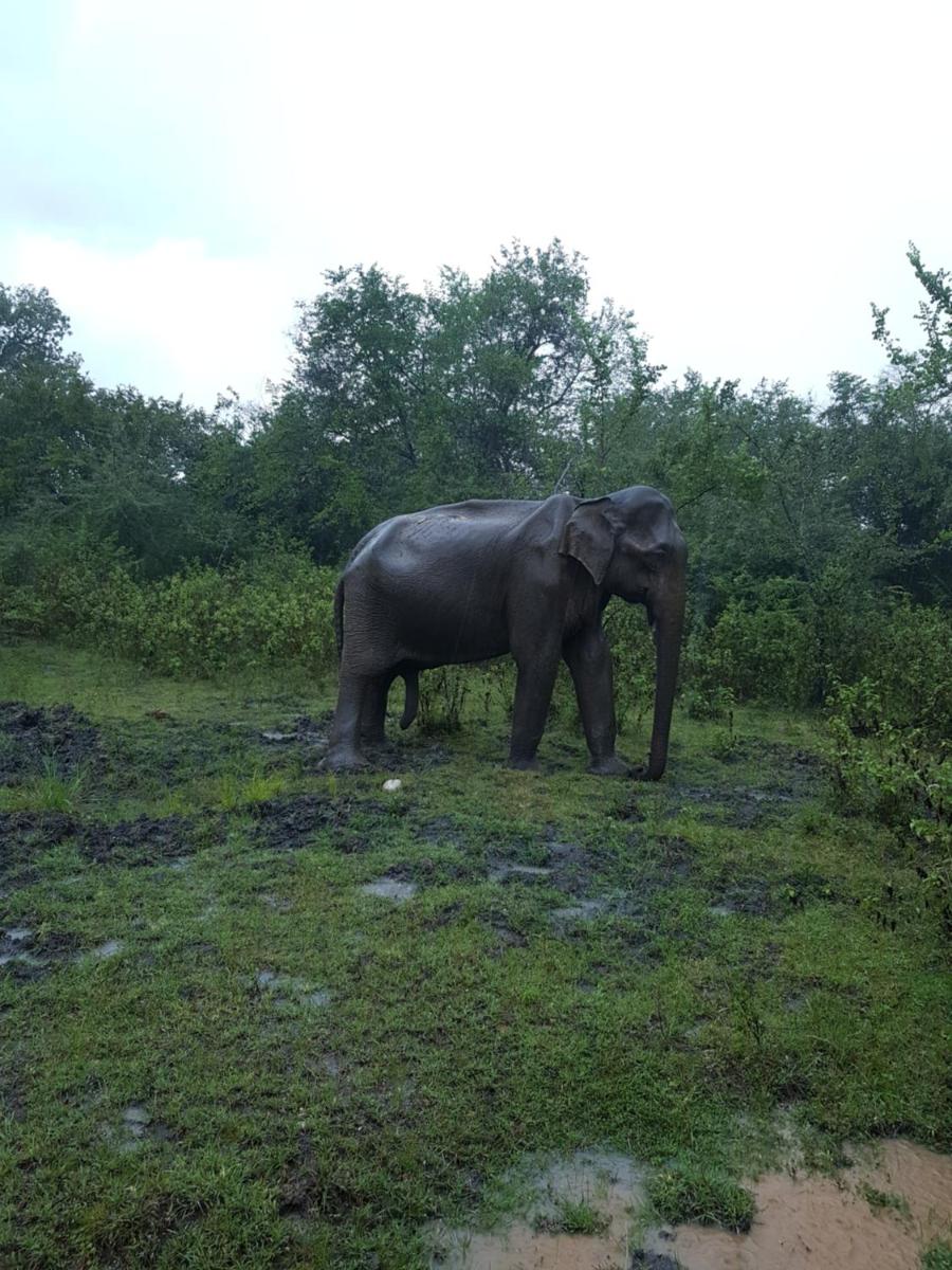Elephants Fence Guest & Safari Services view 4