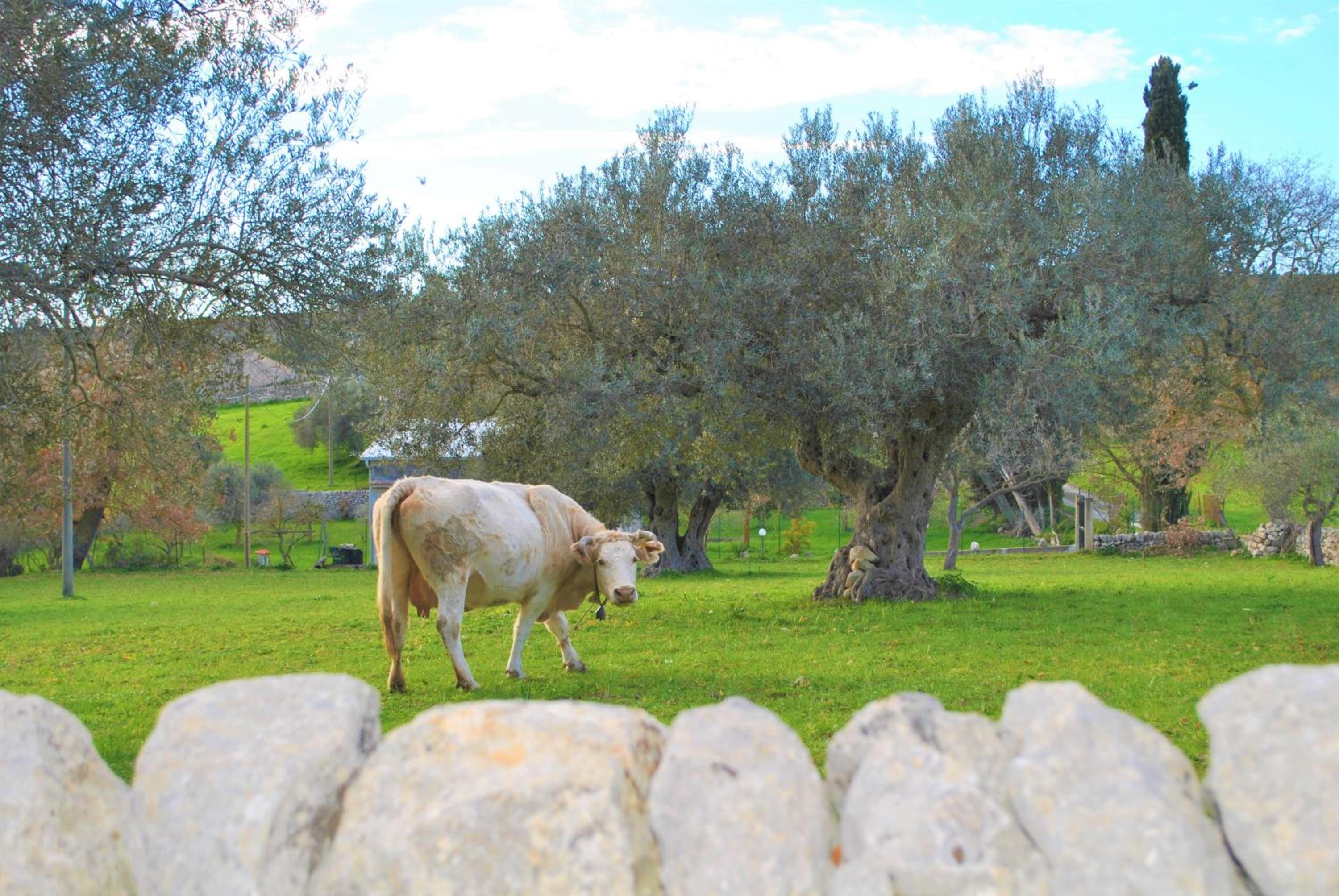 Oriental Sicily Country House