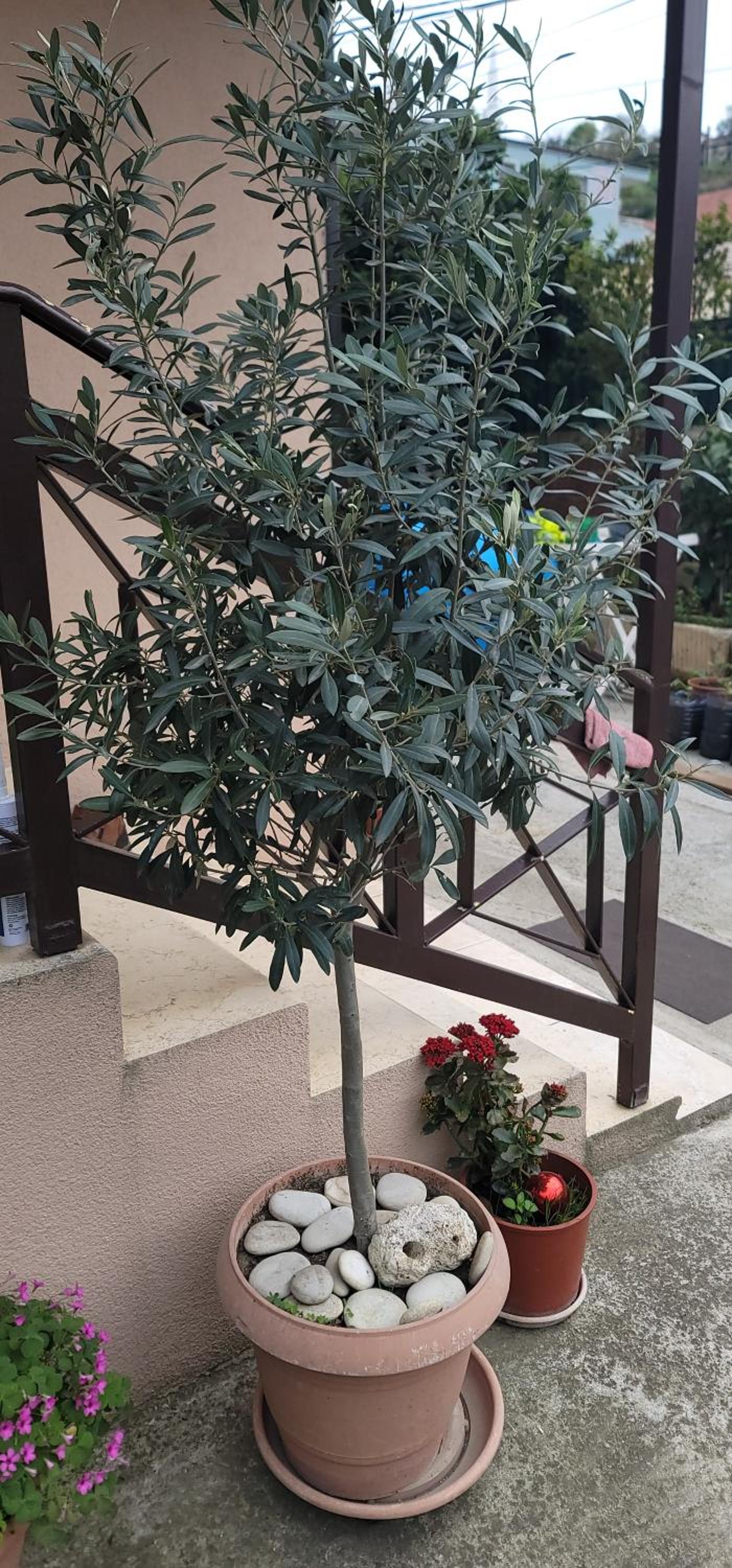 Teba Garden's Villa
