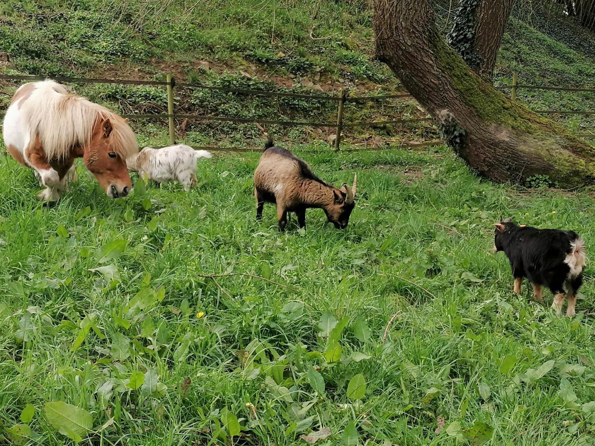 Au Pré de Mukky