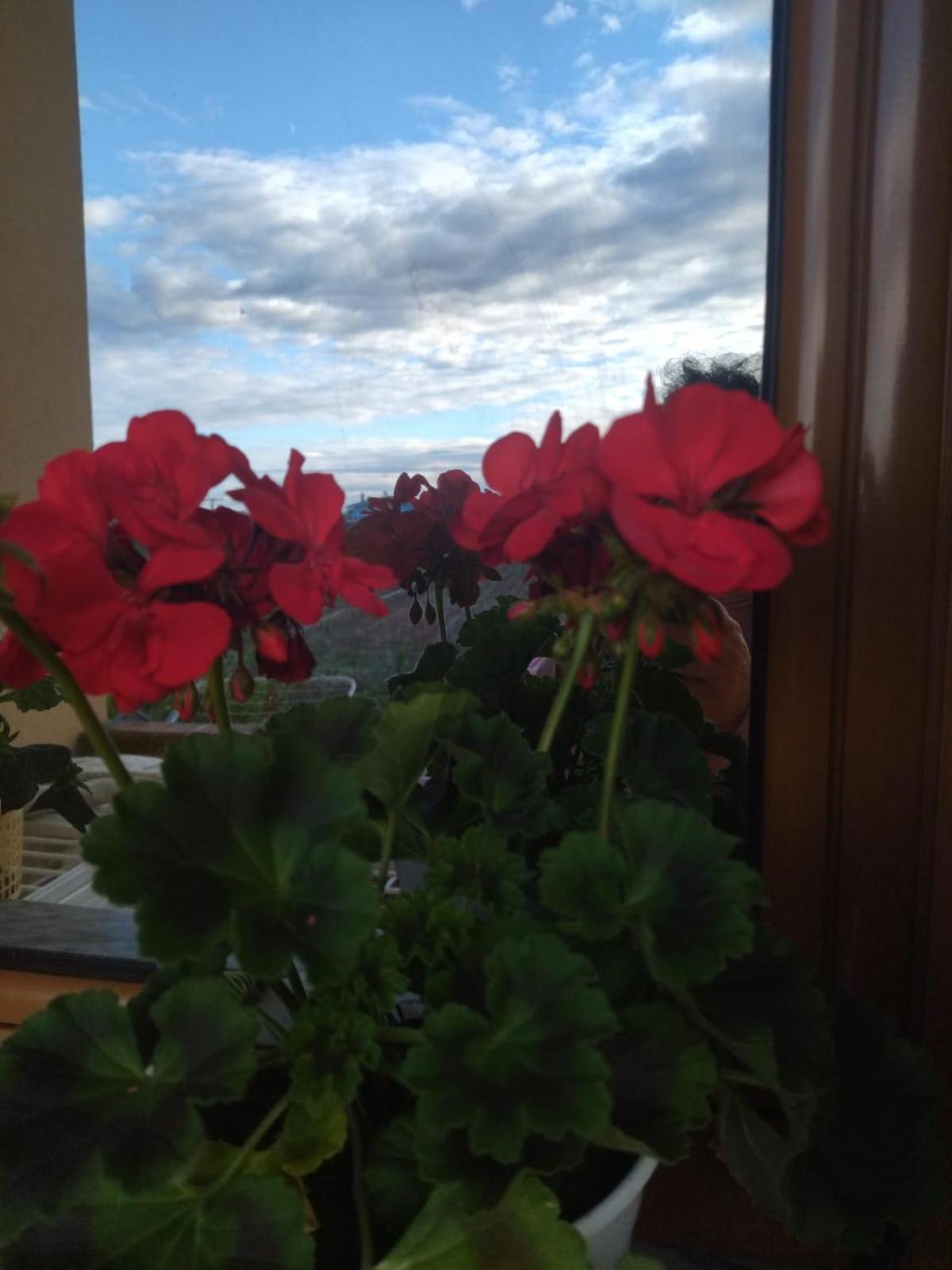 The Garden Guest House