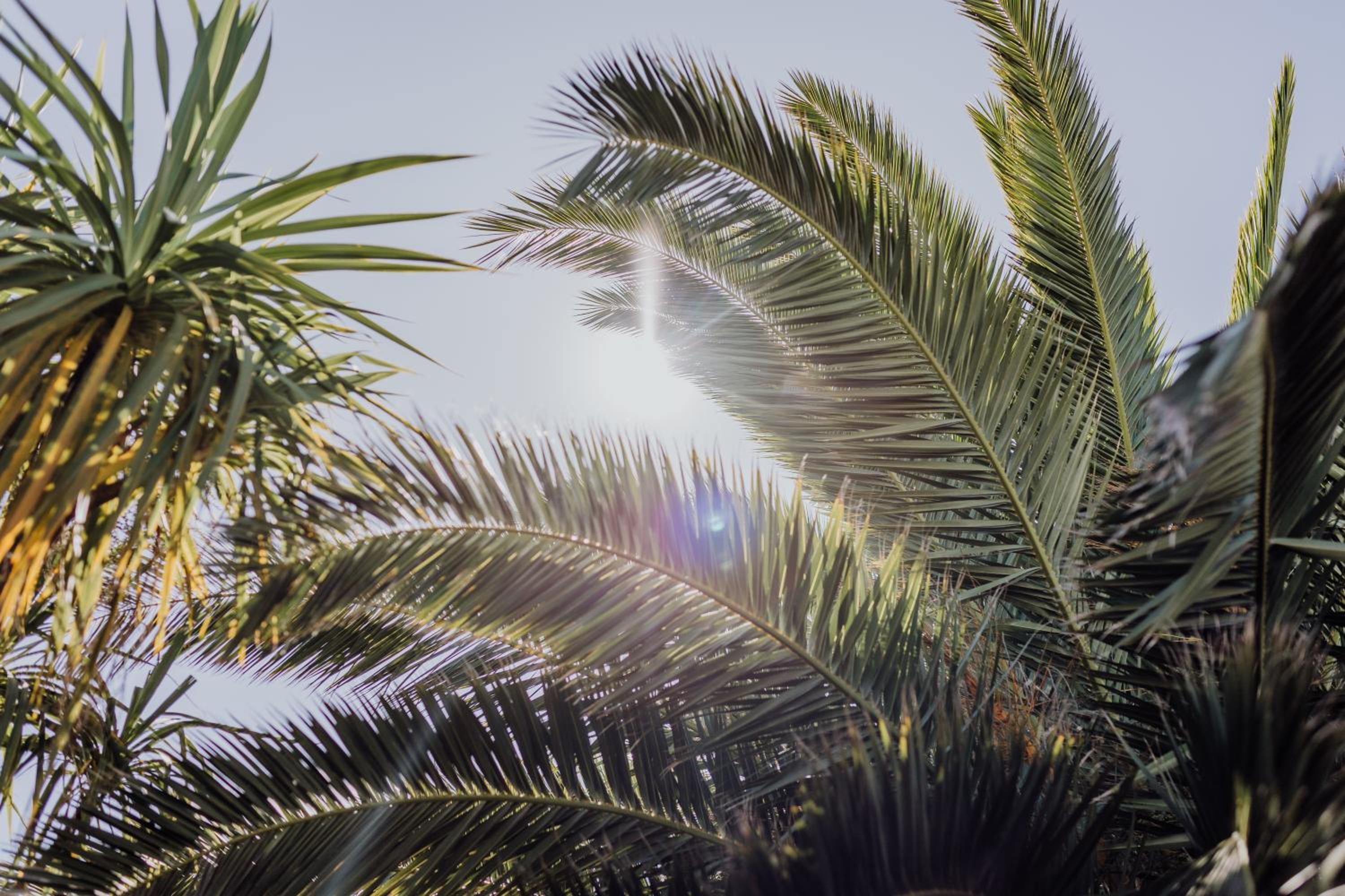 Beachfront Oasis
