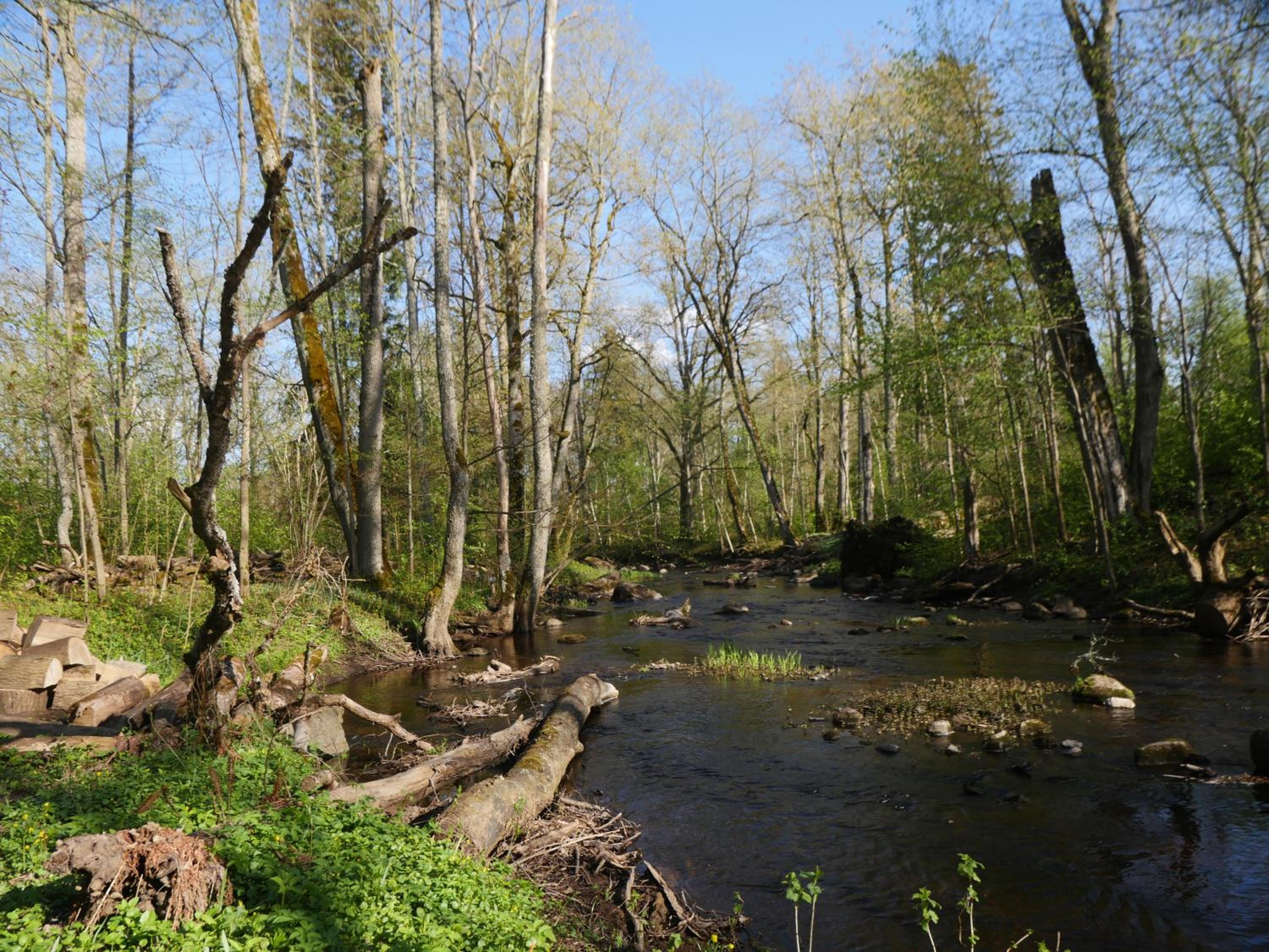Photo 43