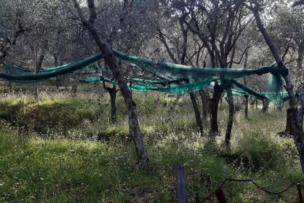Olive mill in the heart of Camaiore view 4