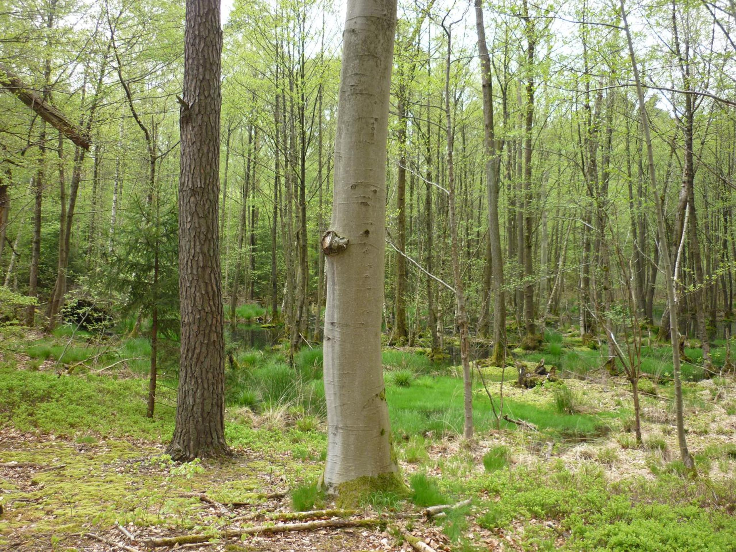 Photo 42