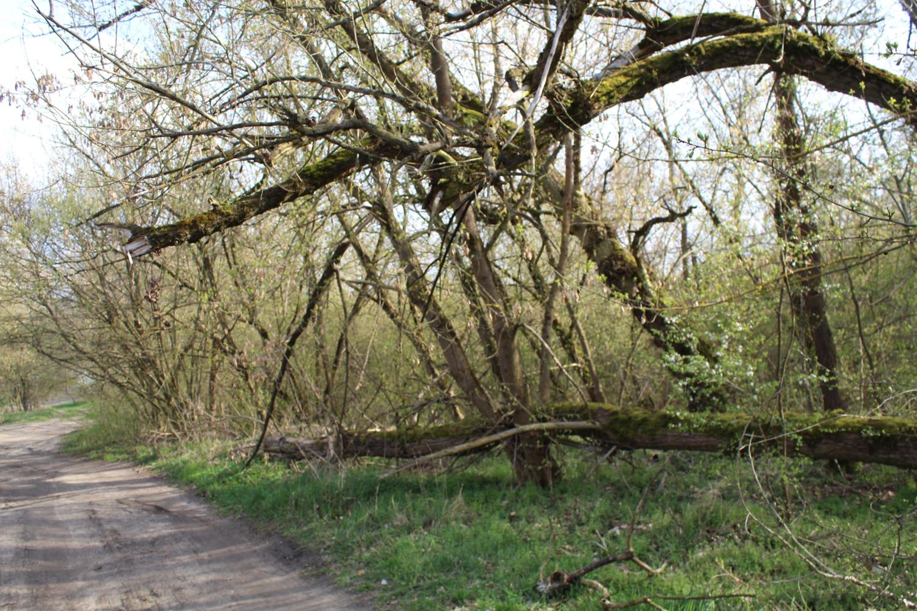 Photo 40