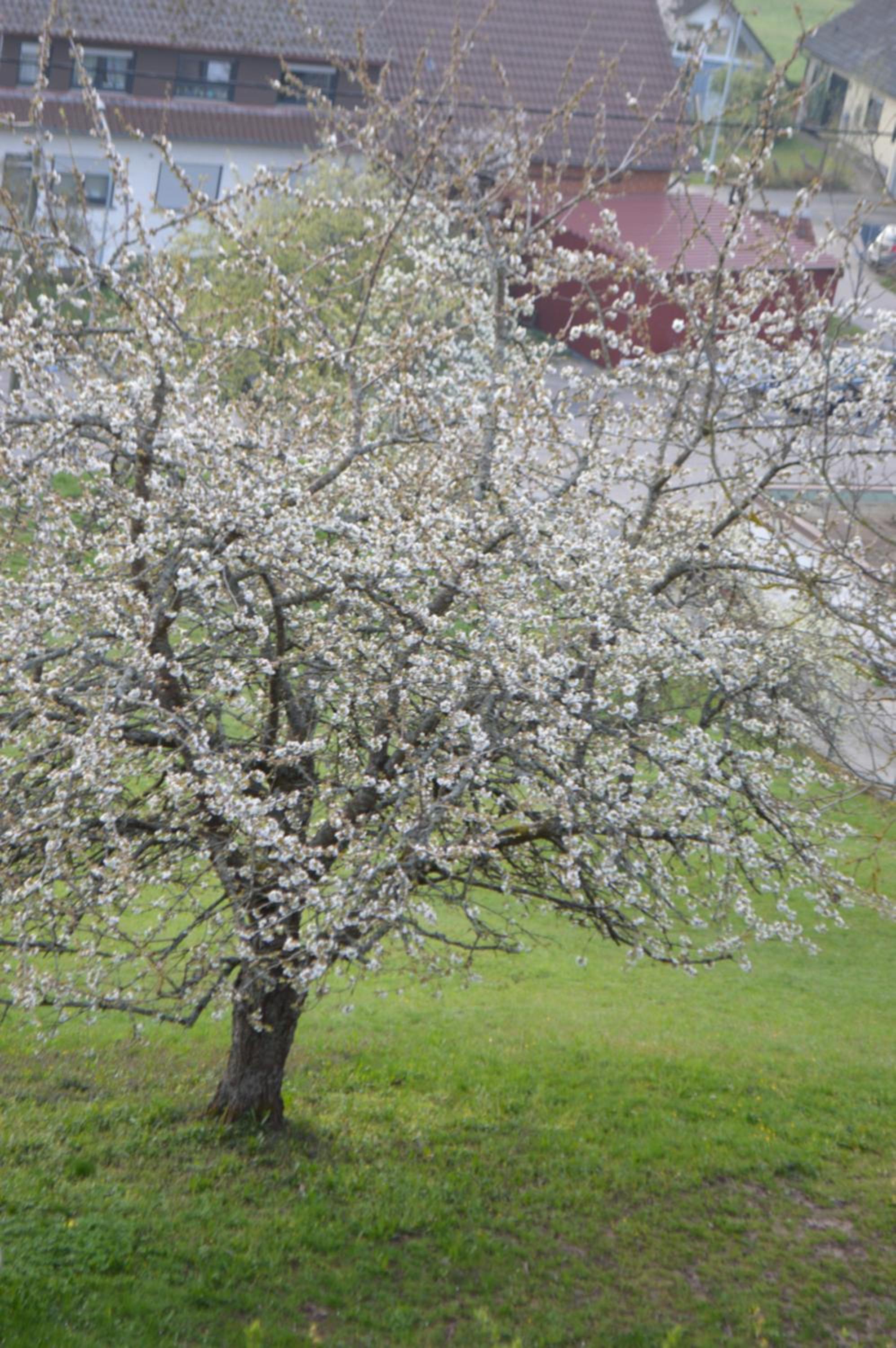 Ausblick Maisenbach