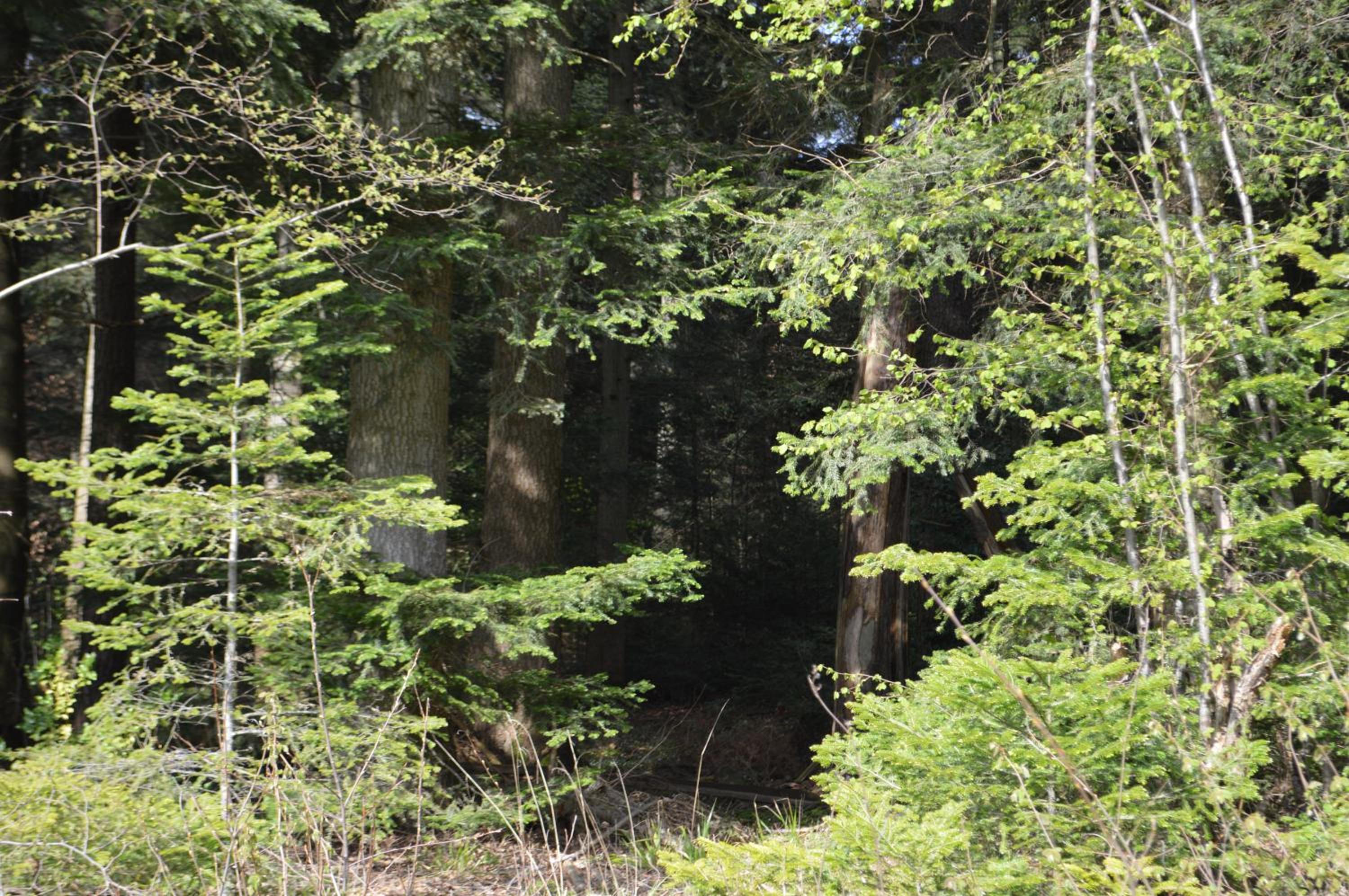 Ausblick Maisenbach