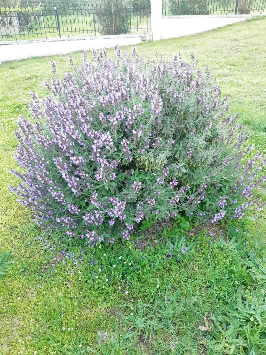 Photo 32