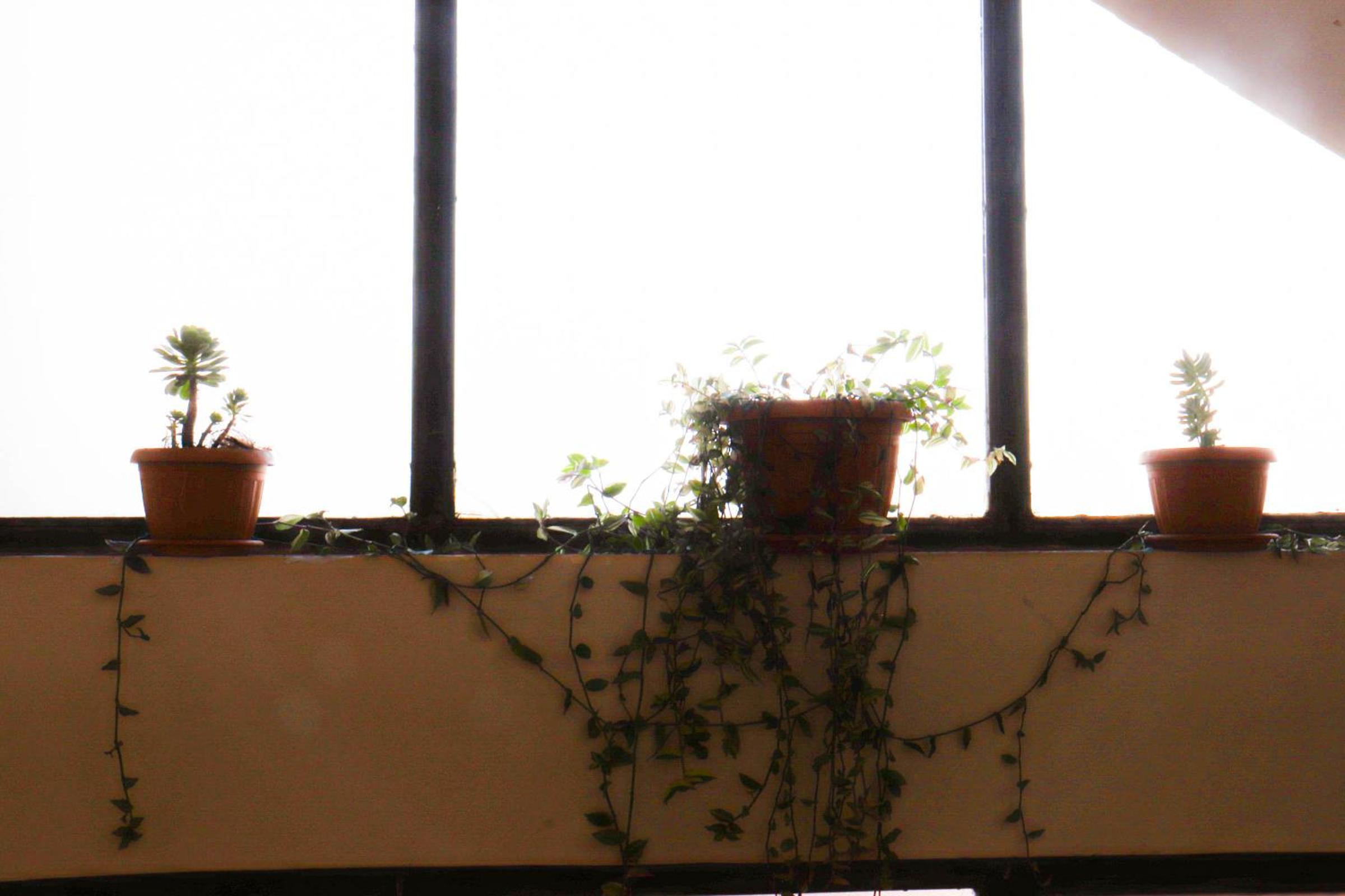 Lobo Hostel La Paz