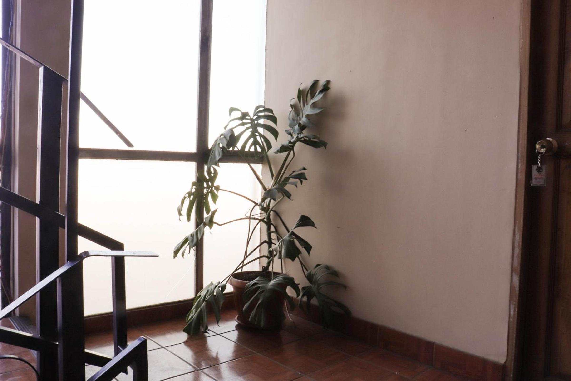 Lobo Hostel La Paz