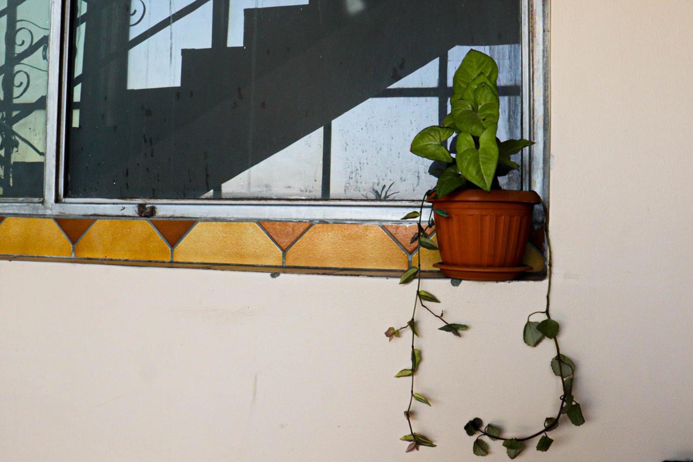 Lobo Hostel La Paz