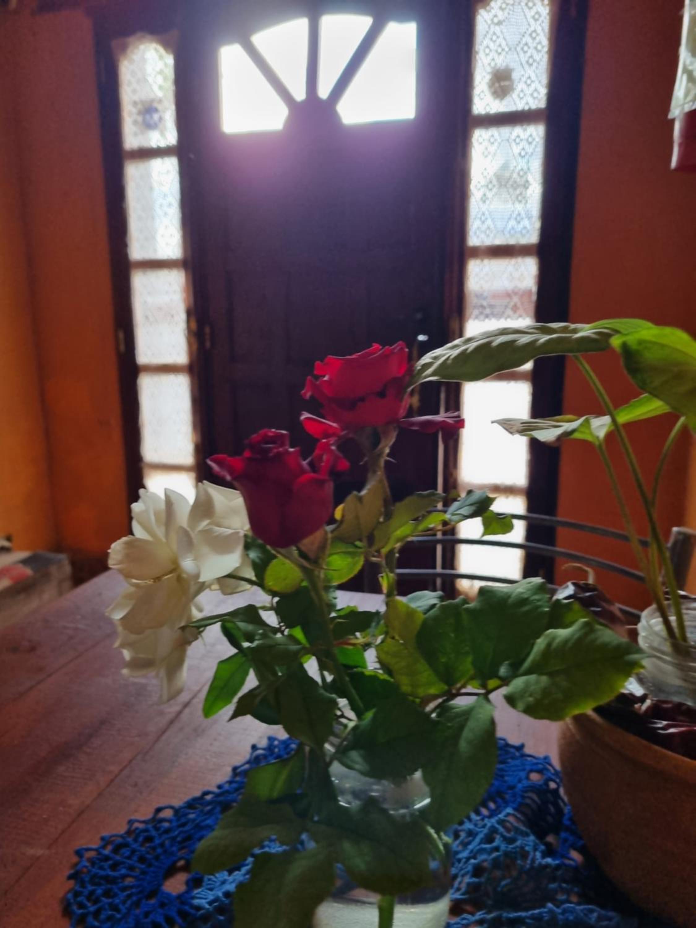Cardones de Molinos