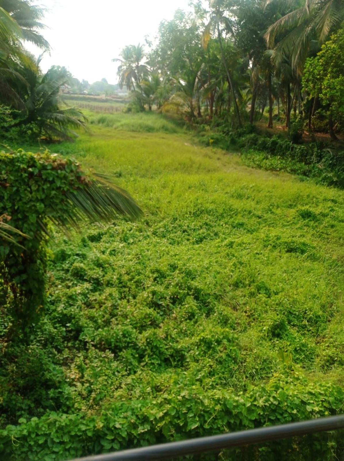 Heaven Goa Guesthouse view 5