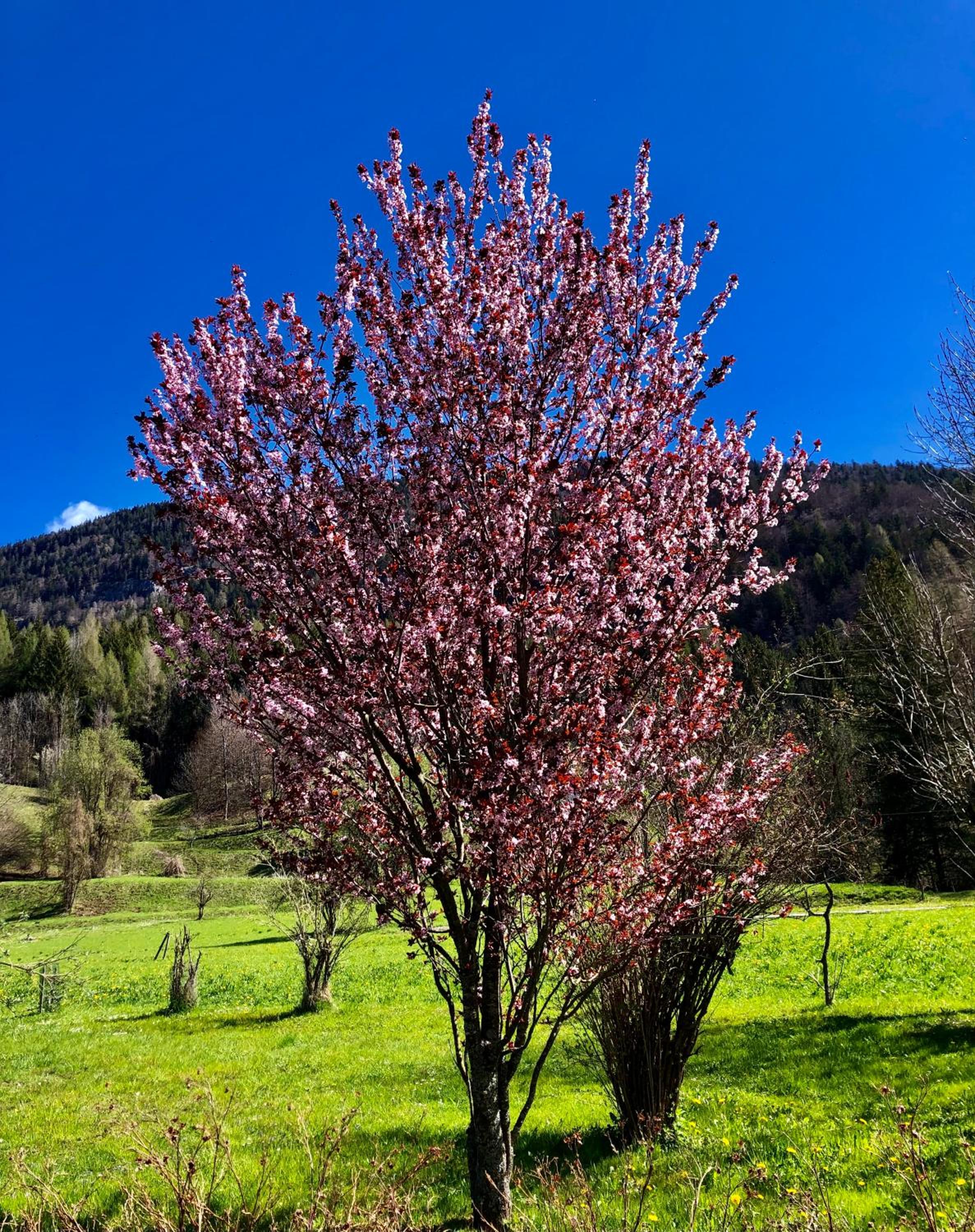 Residence Dolomiti