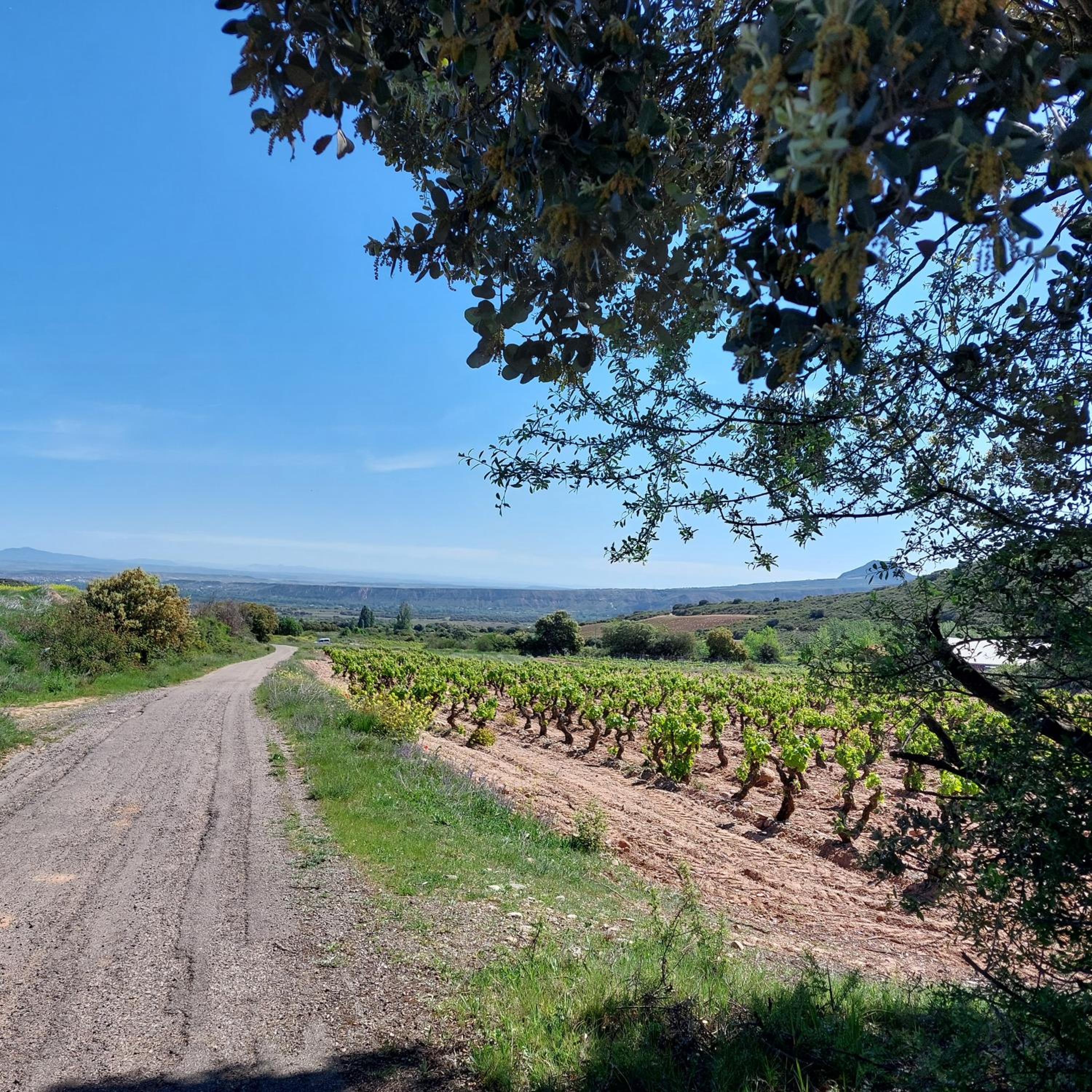 Sojuela Turismo Golf Naturaleza y VIno