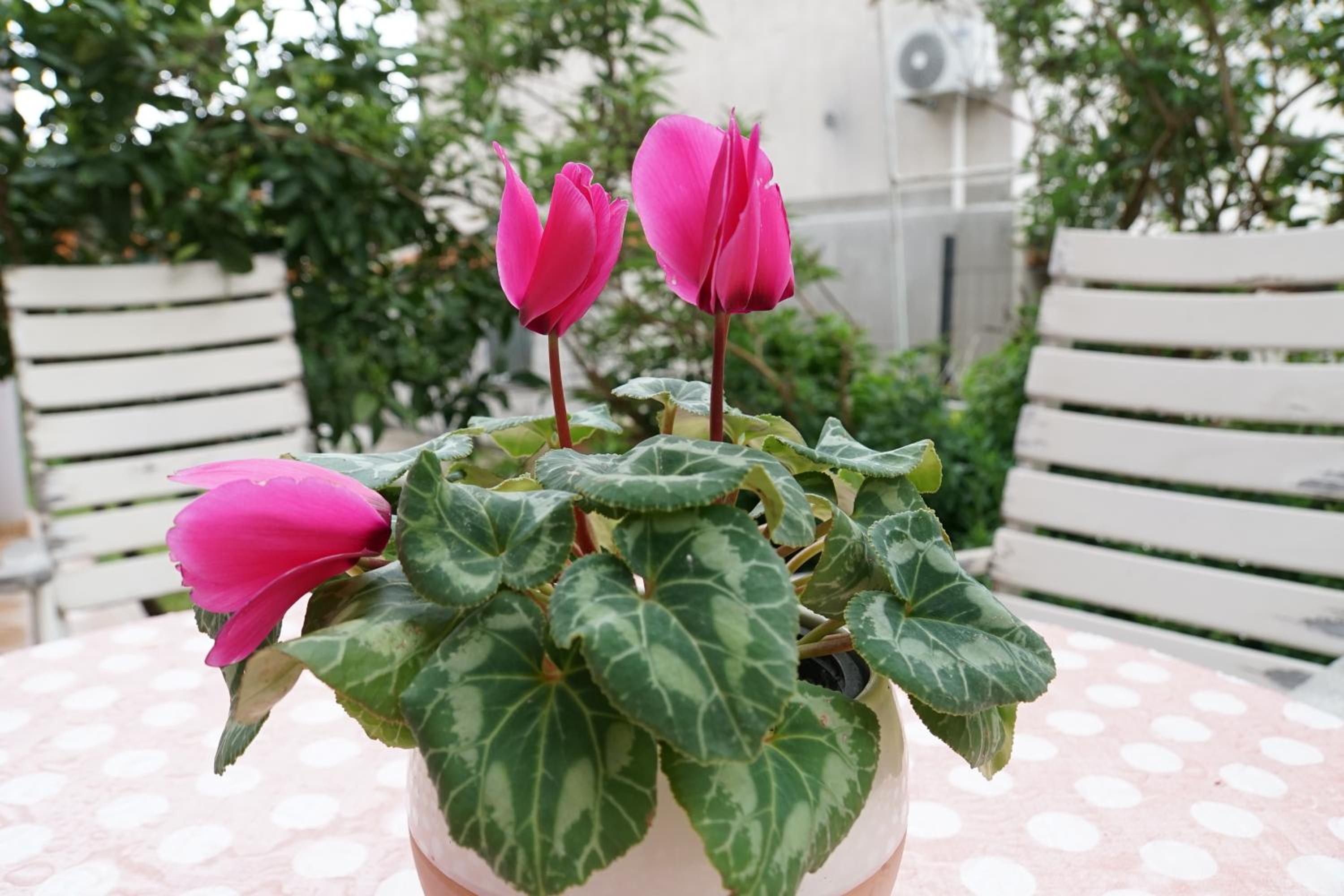 Apartment Flora
