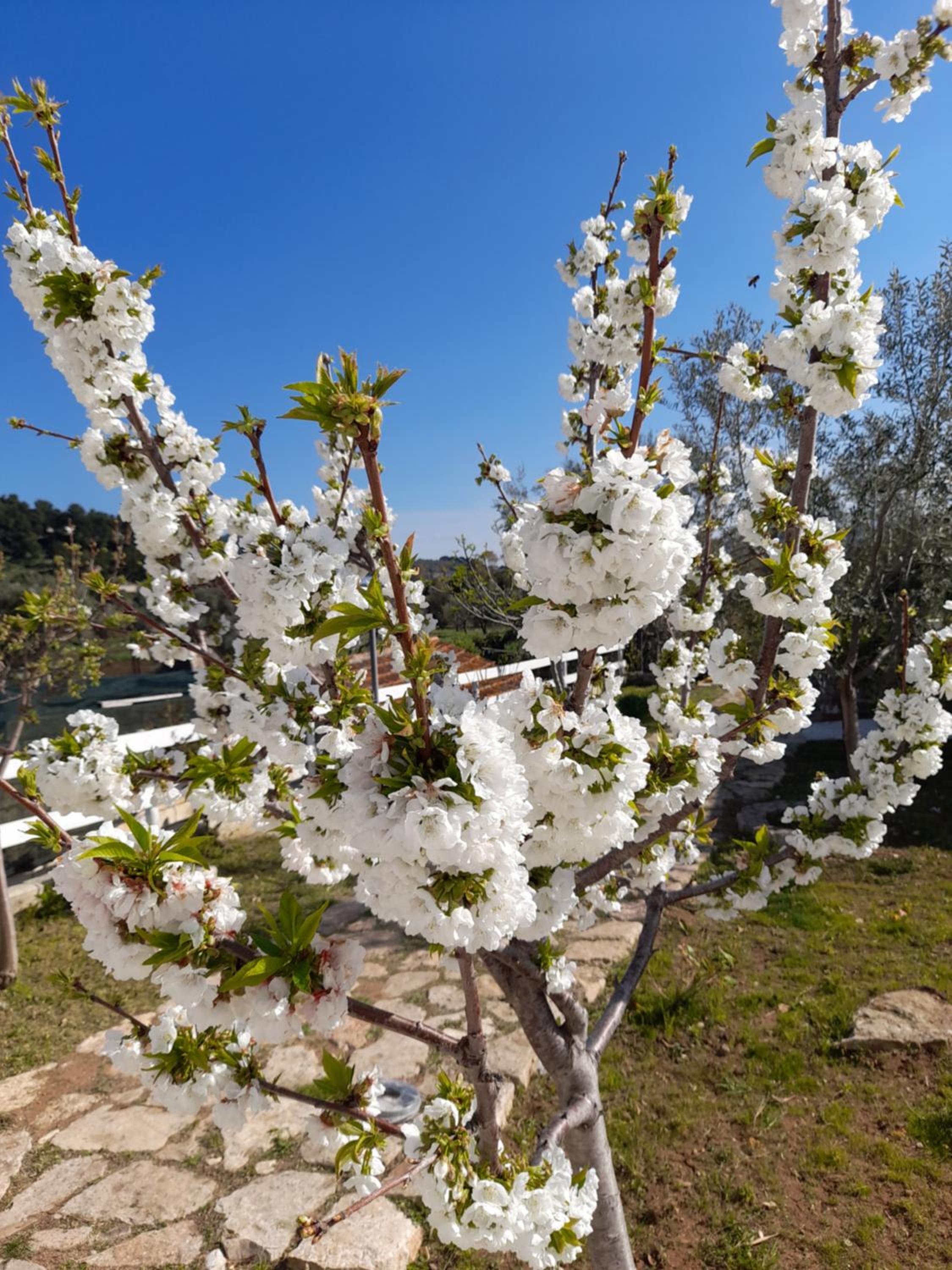 Photo 40