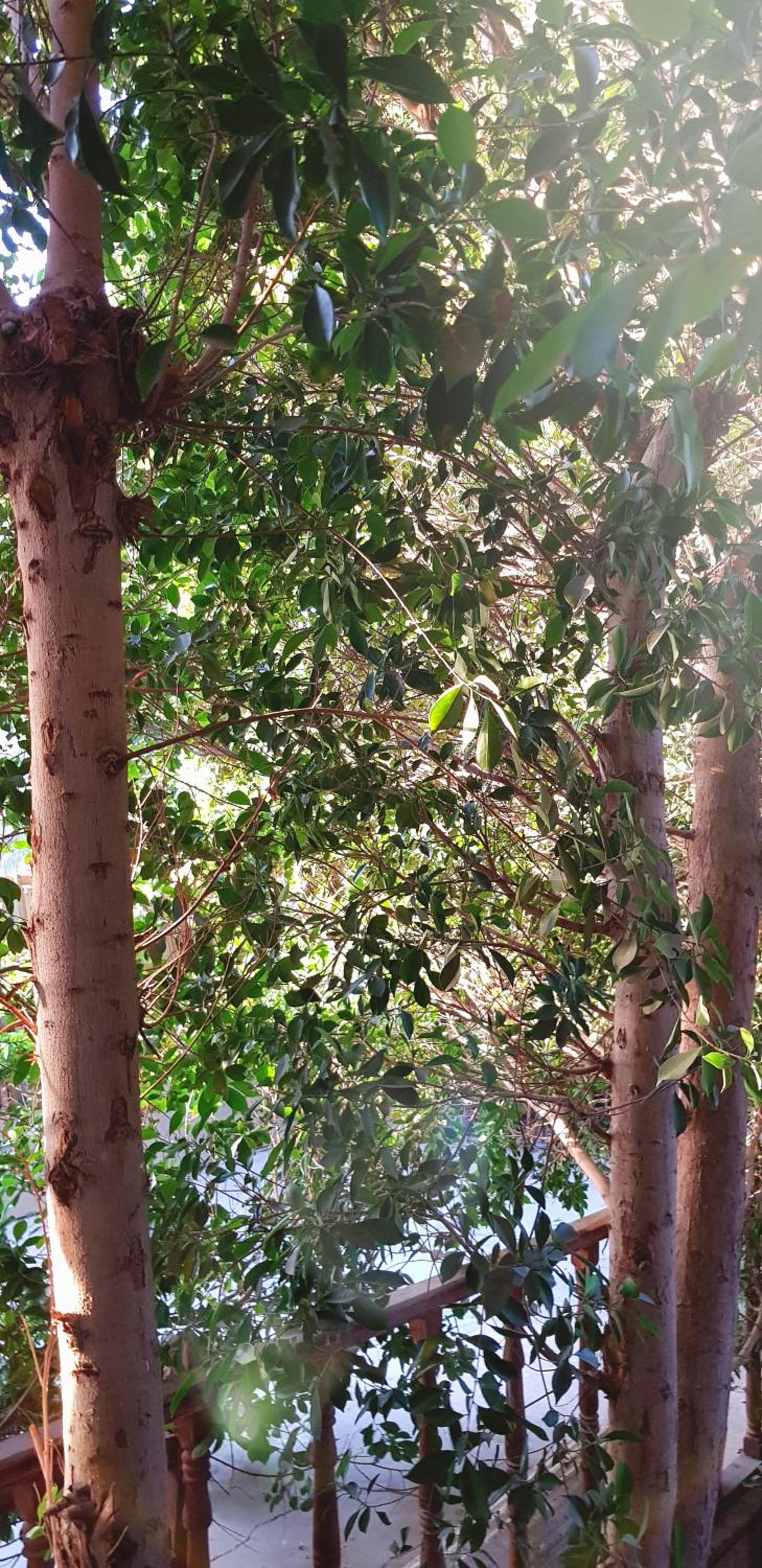 HabuHeritageHomeStayInLuxor