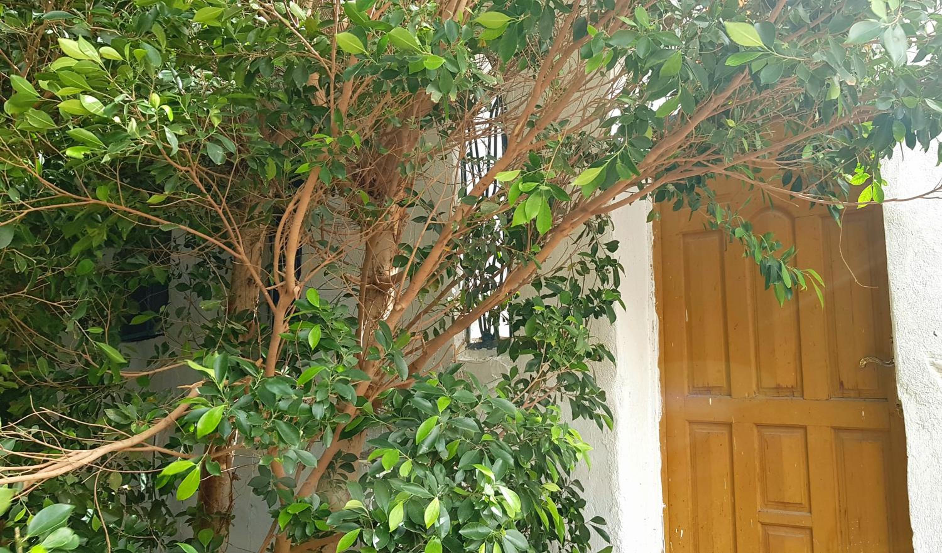 HabuHeritageHomeStayInLuxor