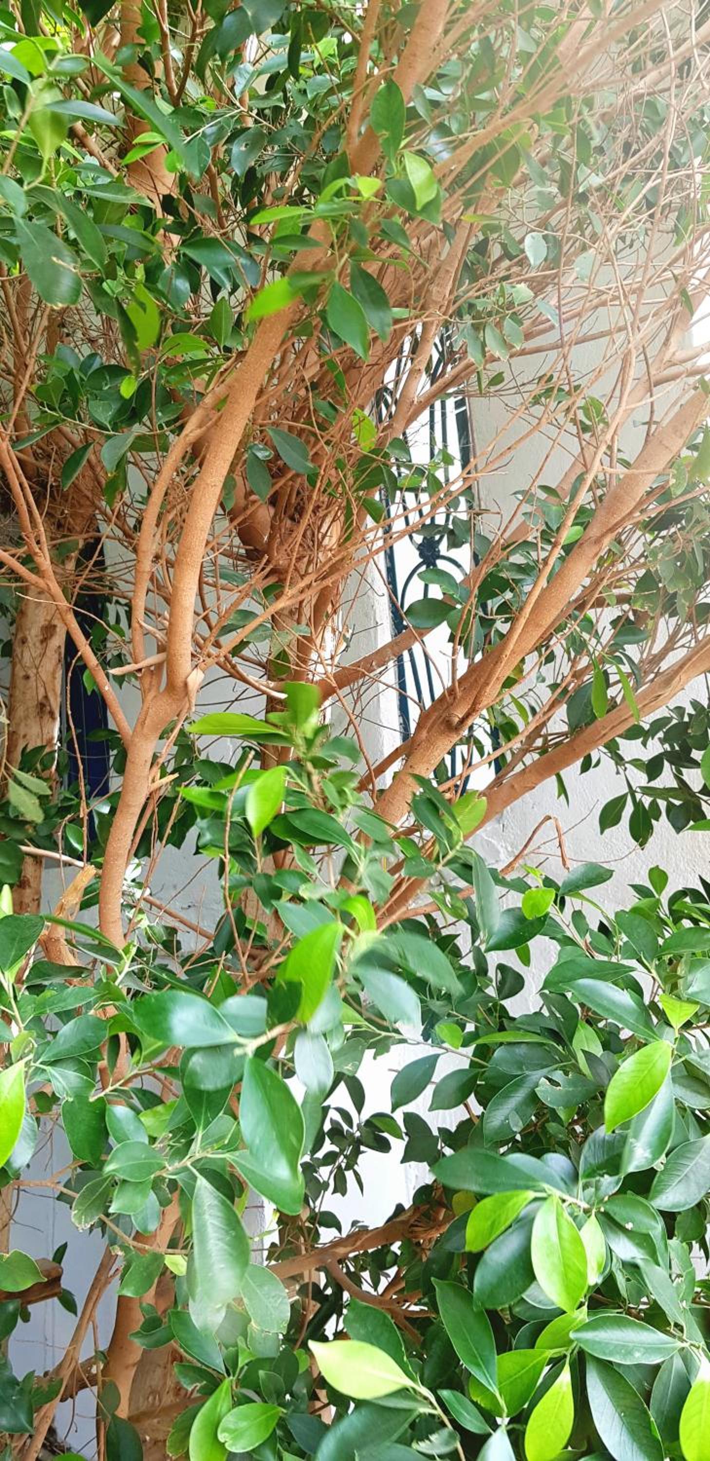 HabuHeritageHomeStayInLuxor