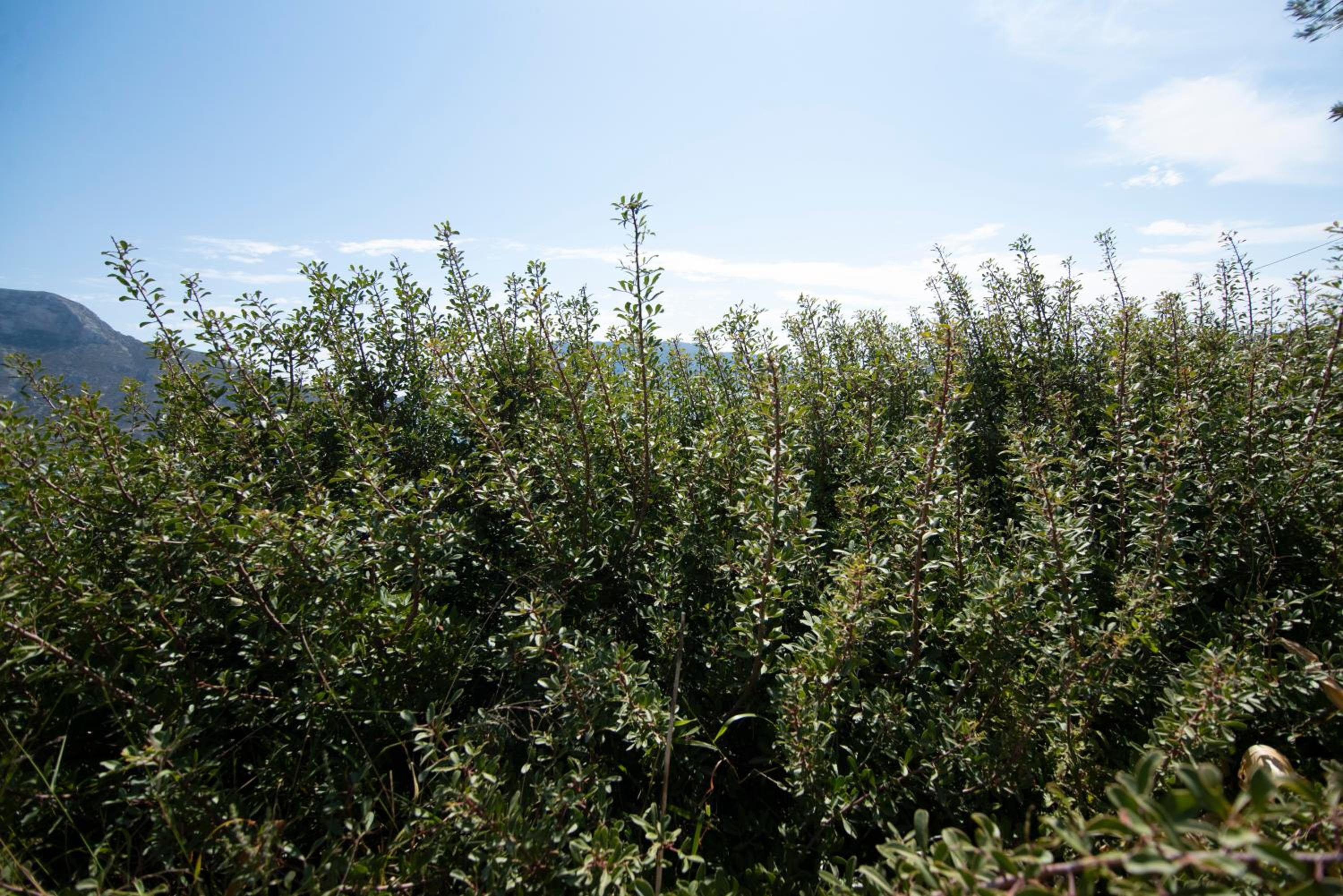 Photo 45