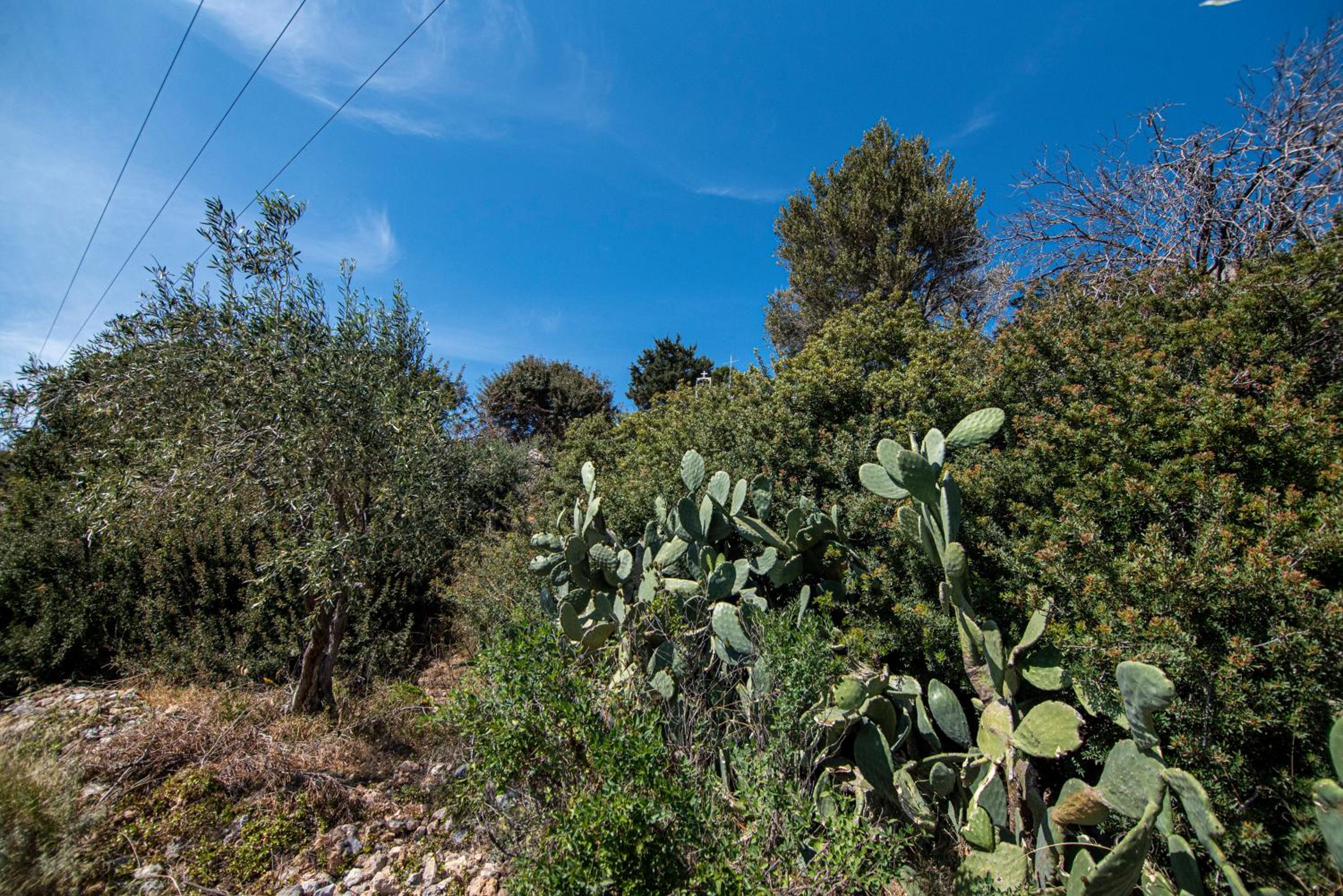 Photo 44