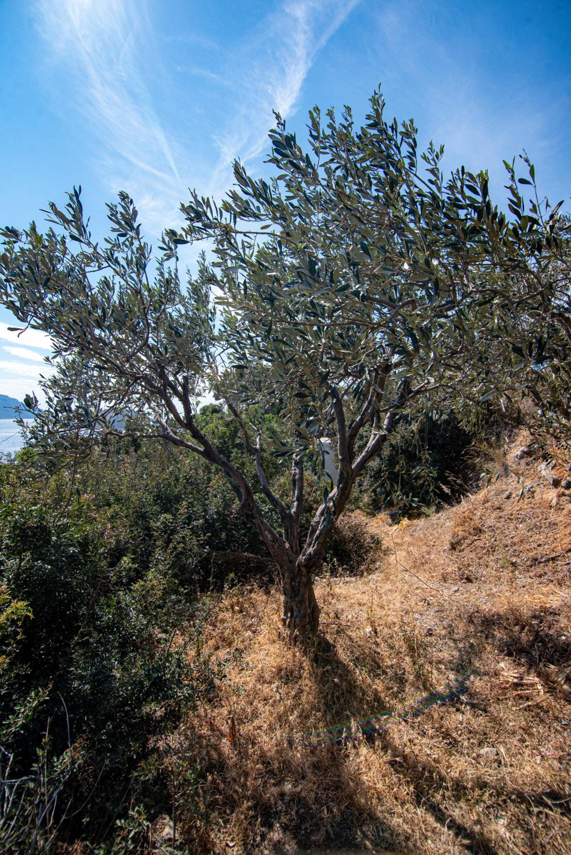 Photo 43
