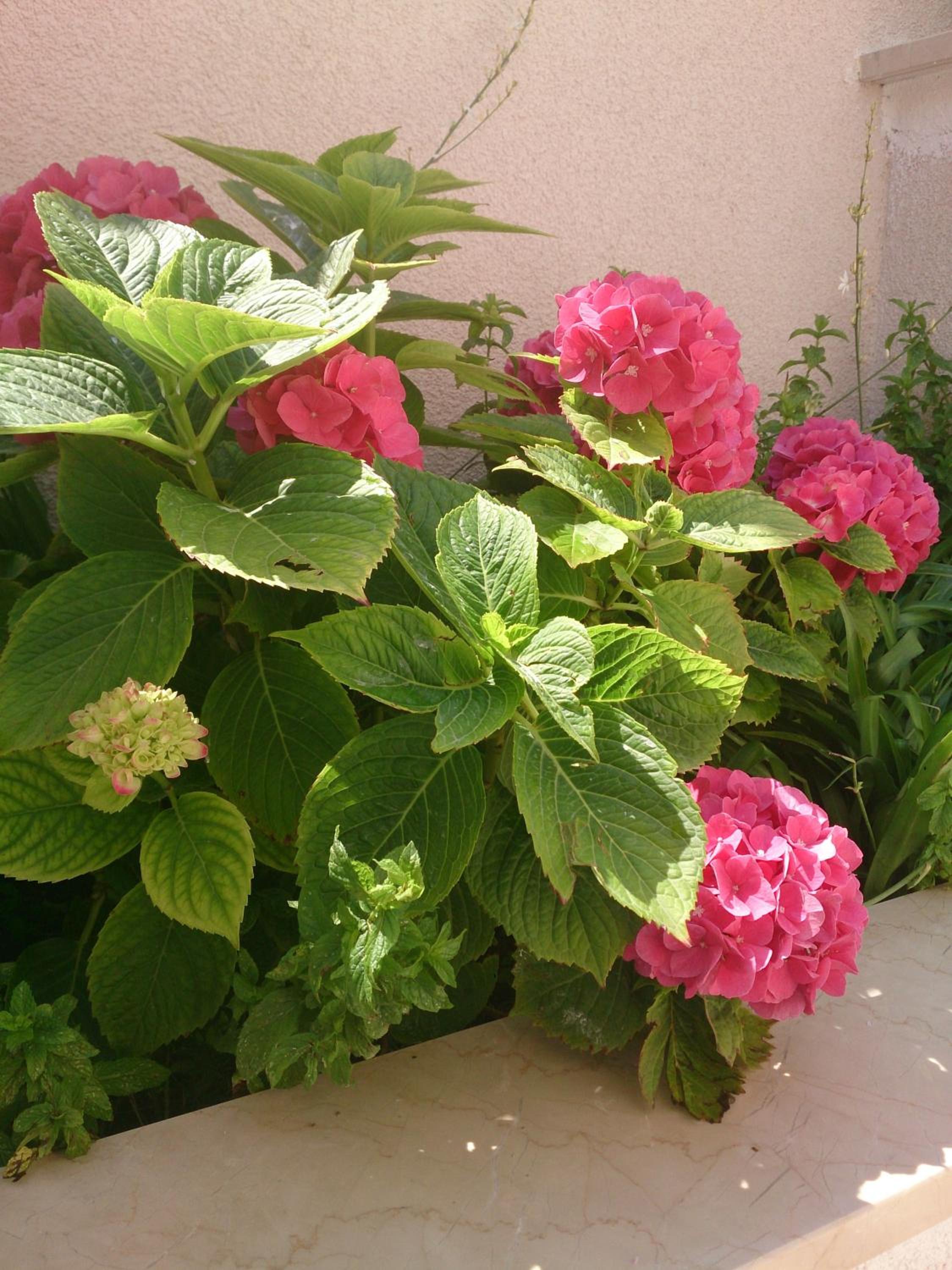 Dubrovnik Vacations - Attic Apartment Iris - Property Image 8