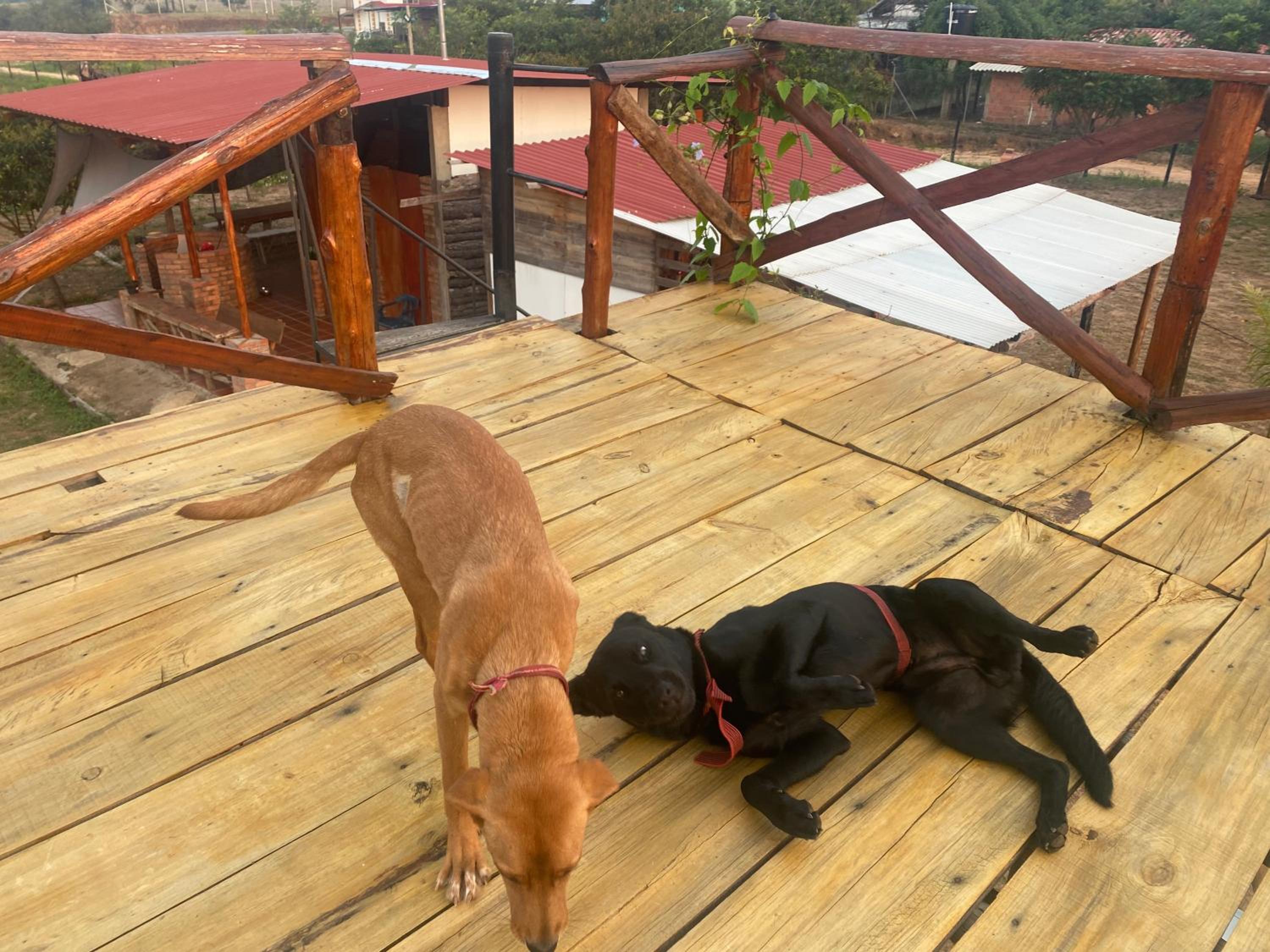 GLAMPING Y CABAÑAS EL MANÁ
