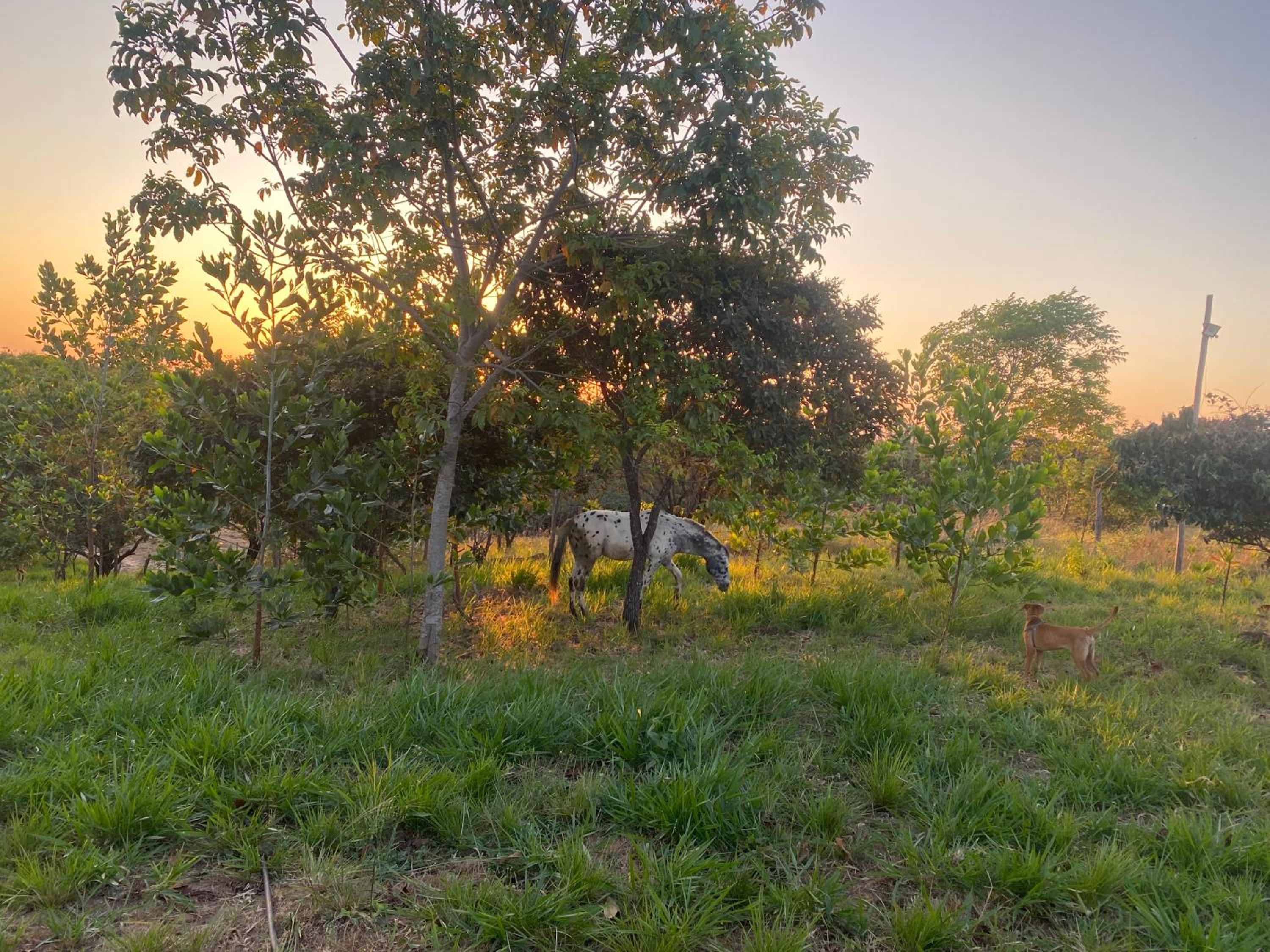 GLAMPING Y CABAÑAS EL MANÁ