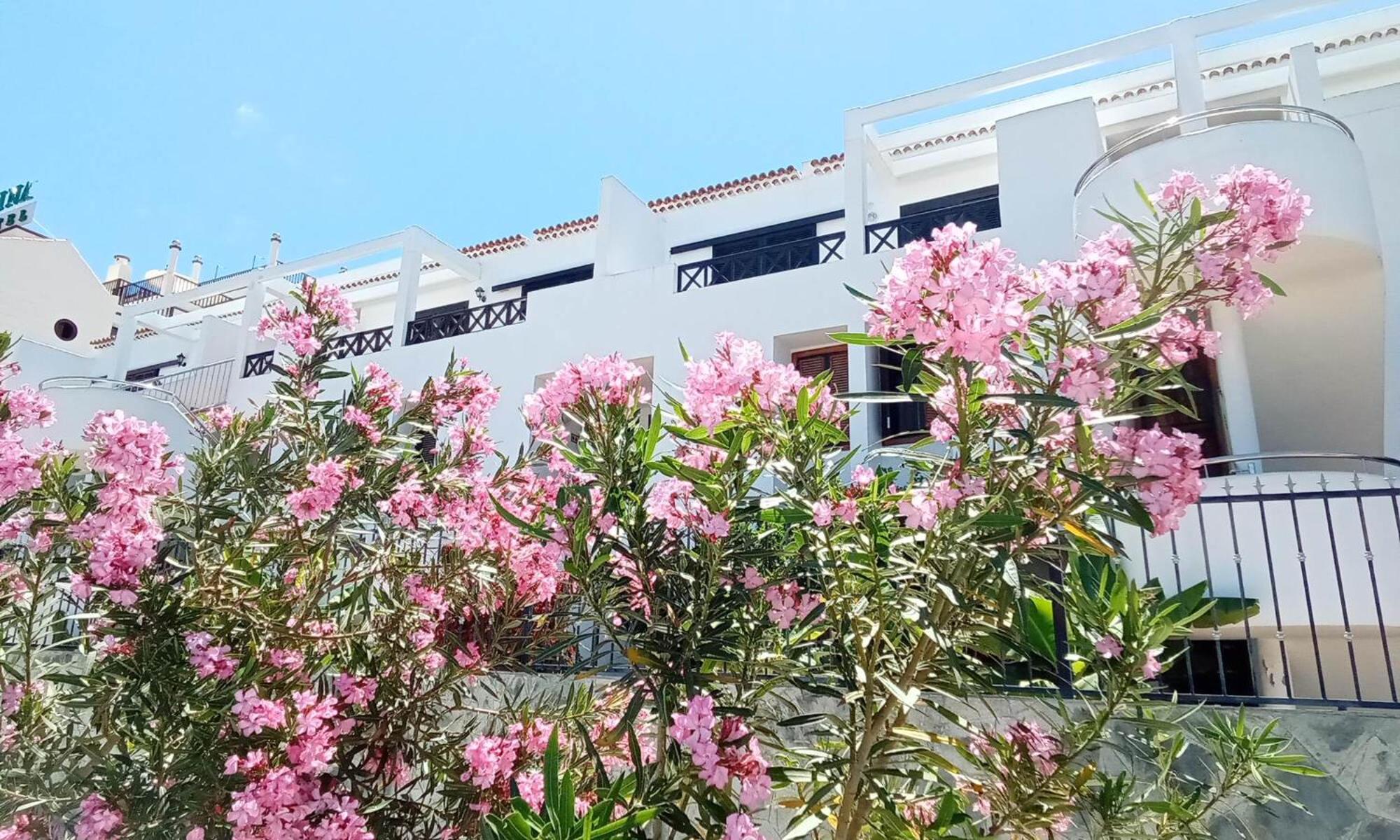 Under The Lime, beautiful apartment Los Cristianos