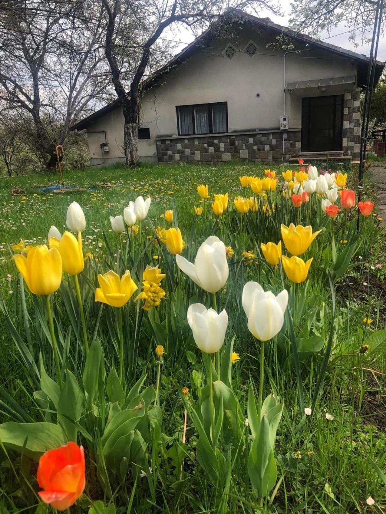 Casa rurală cu livadă LavAndra