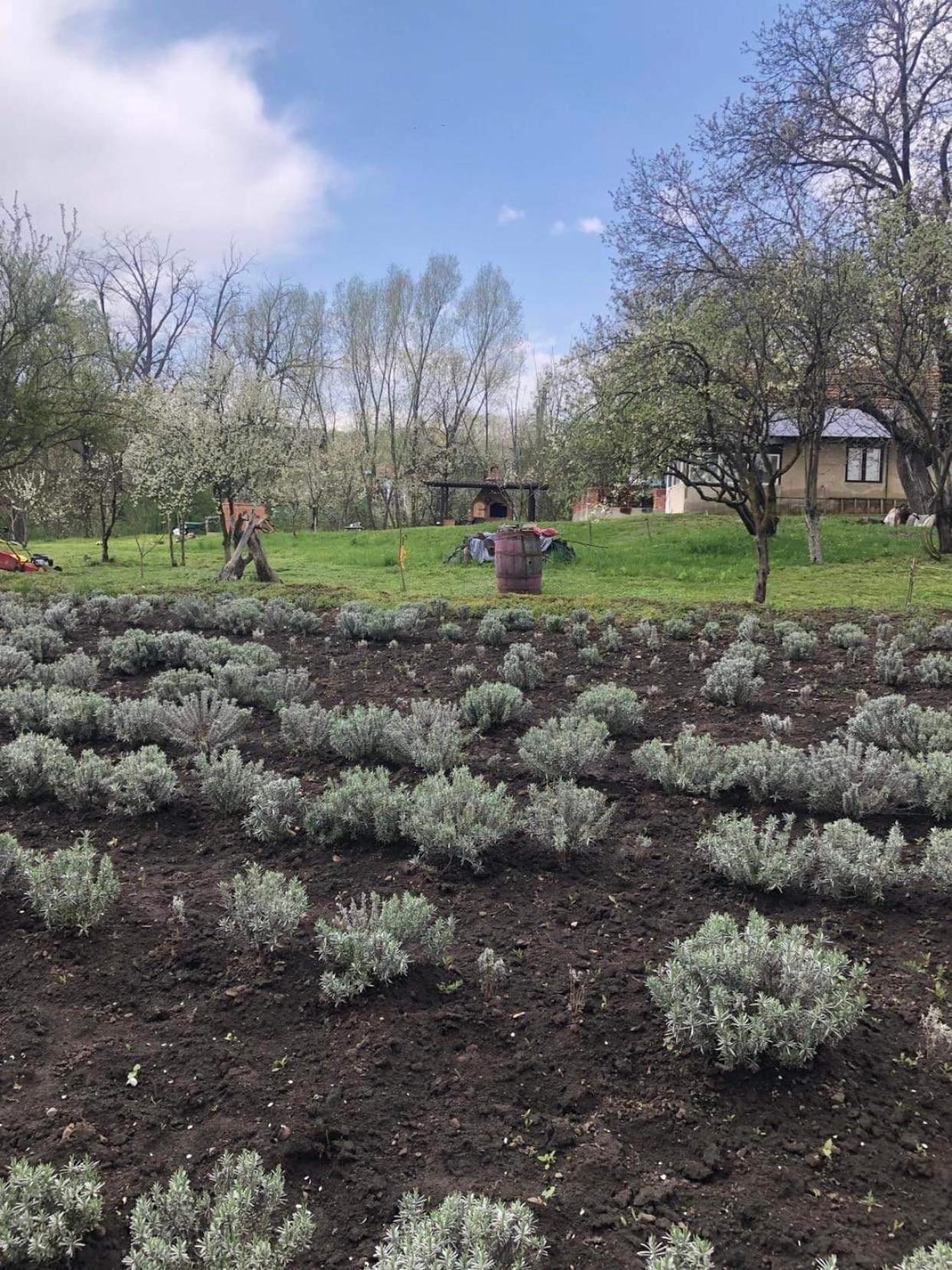 Casa rurală cu livadă LavAndra