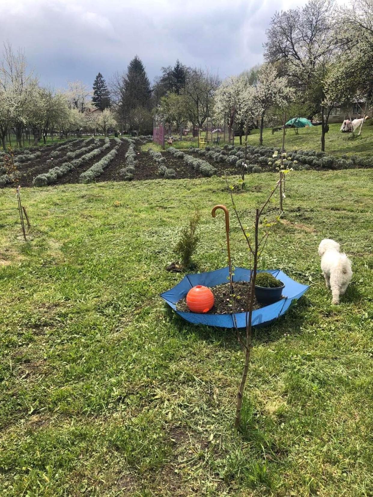 Casa rurală cu livadă LavAndra