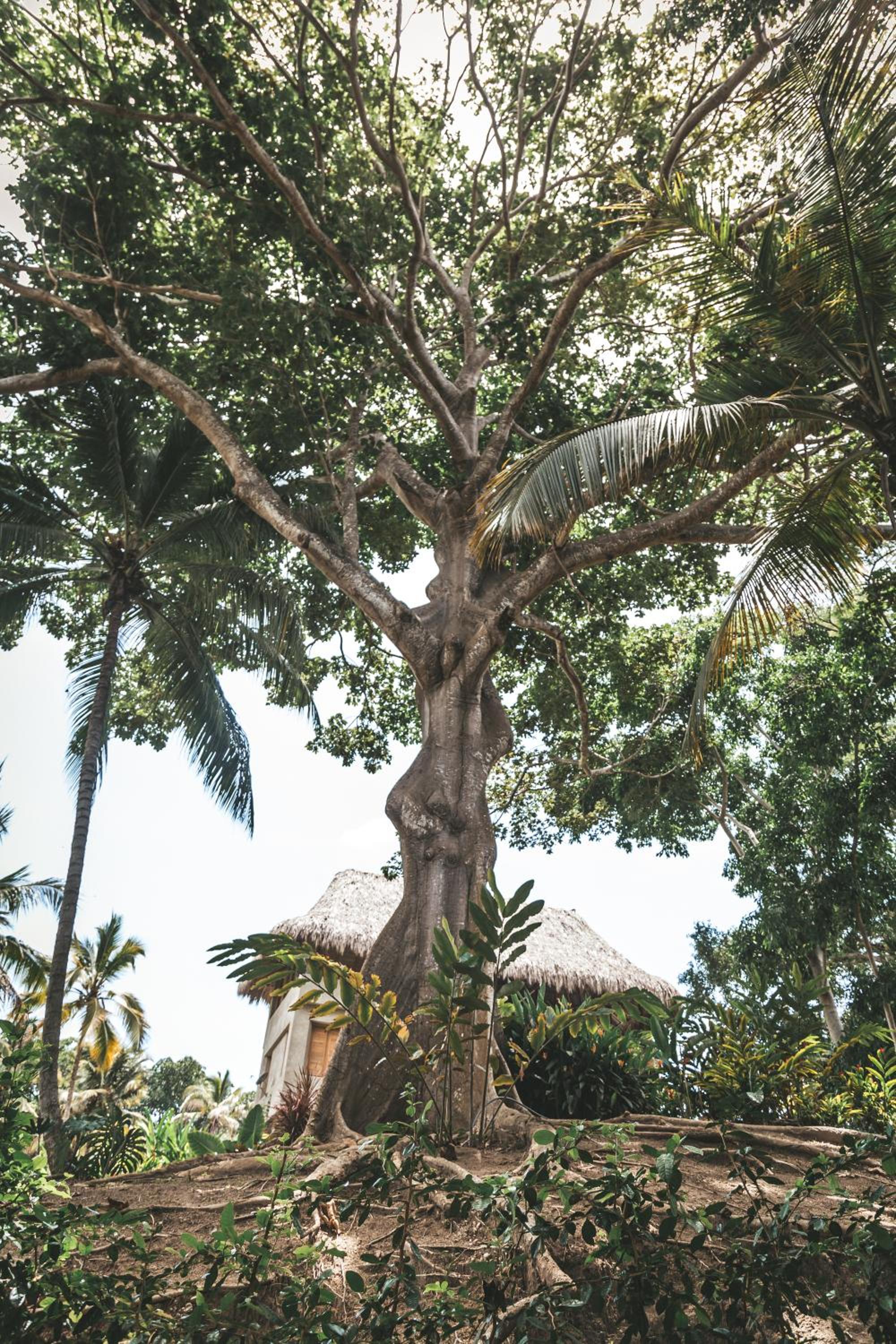Cabaña Wiwa Tayrona