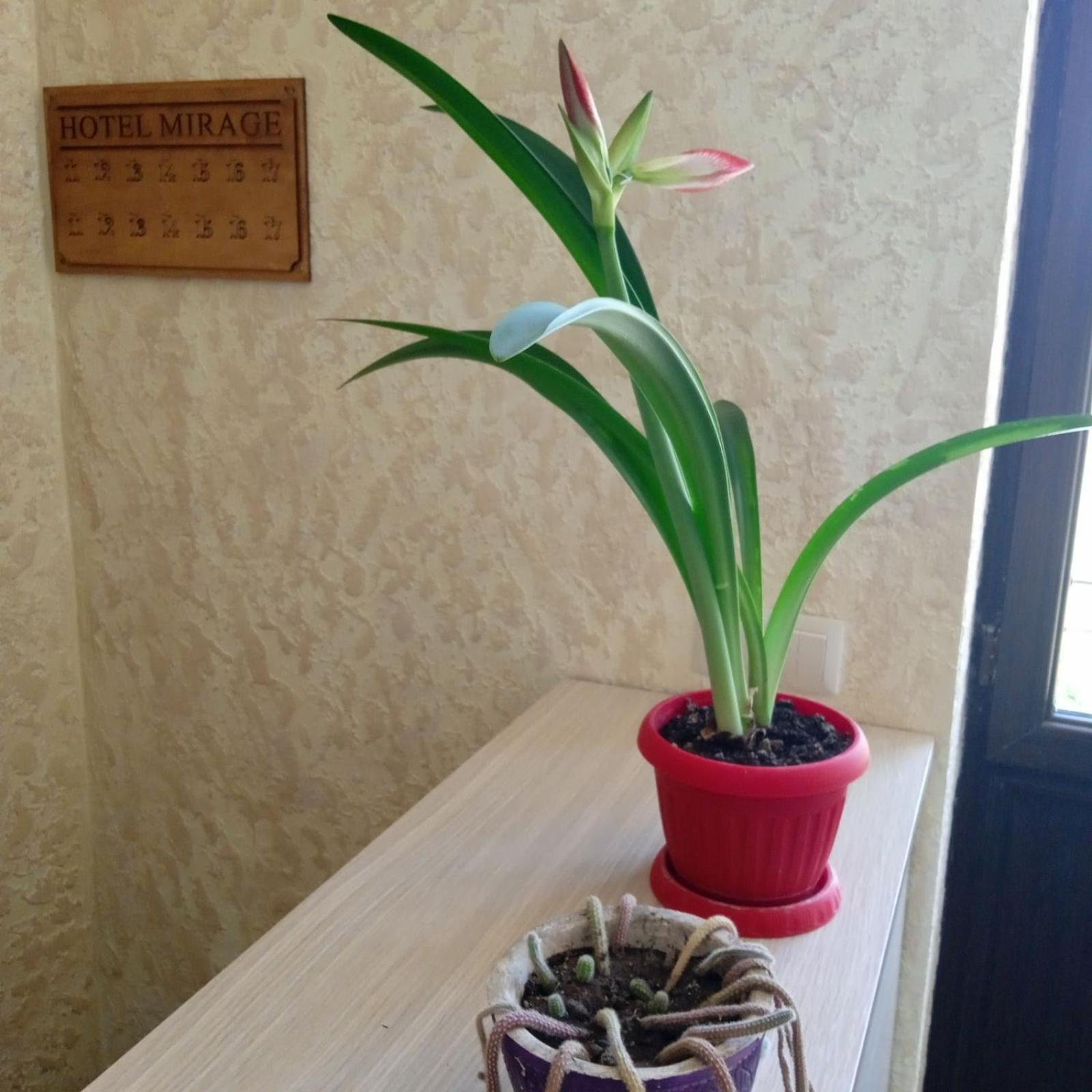 Mirage guesthouse