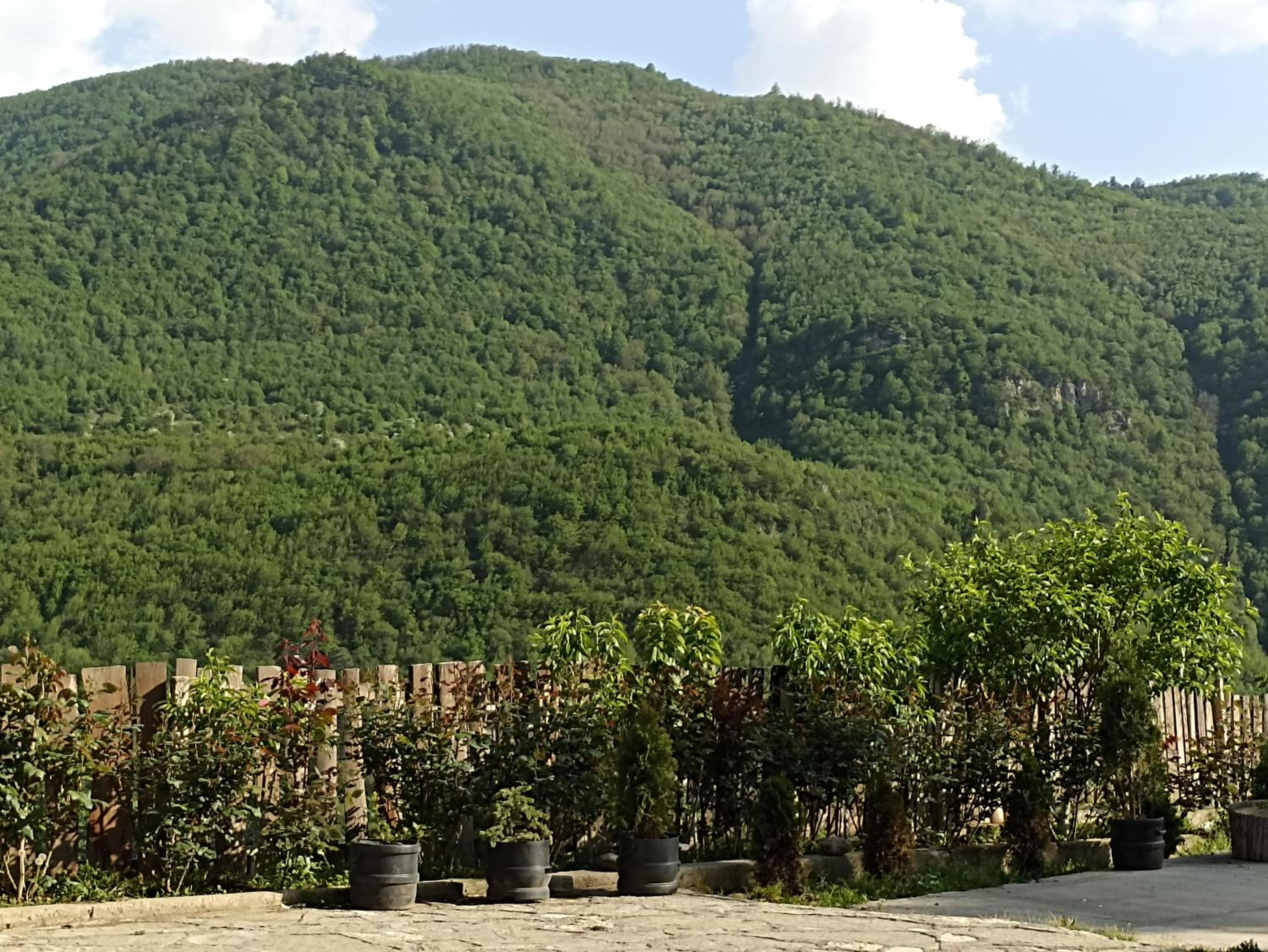 Green Garden