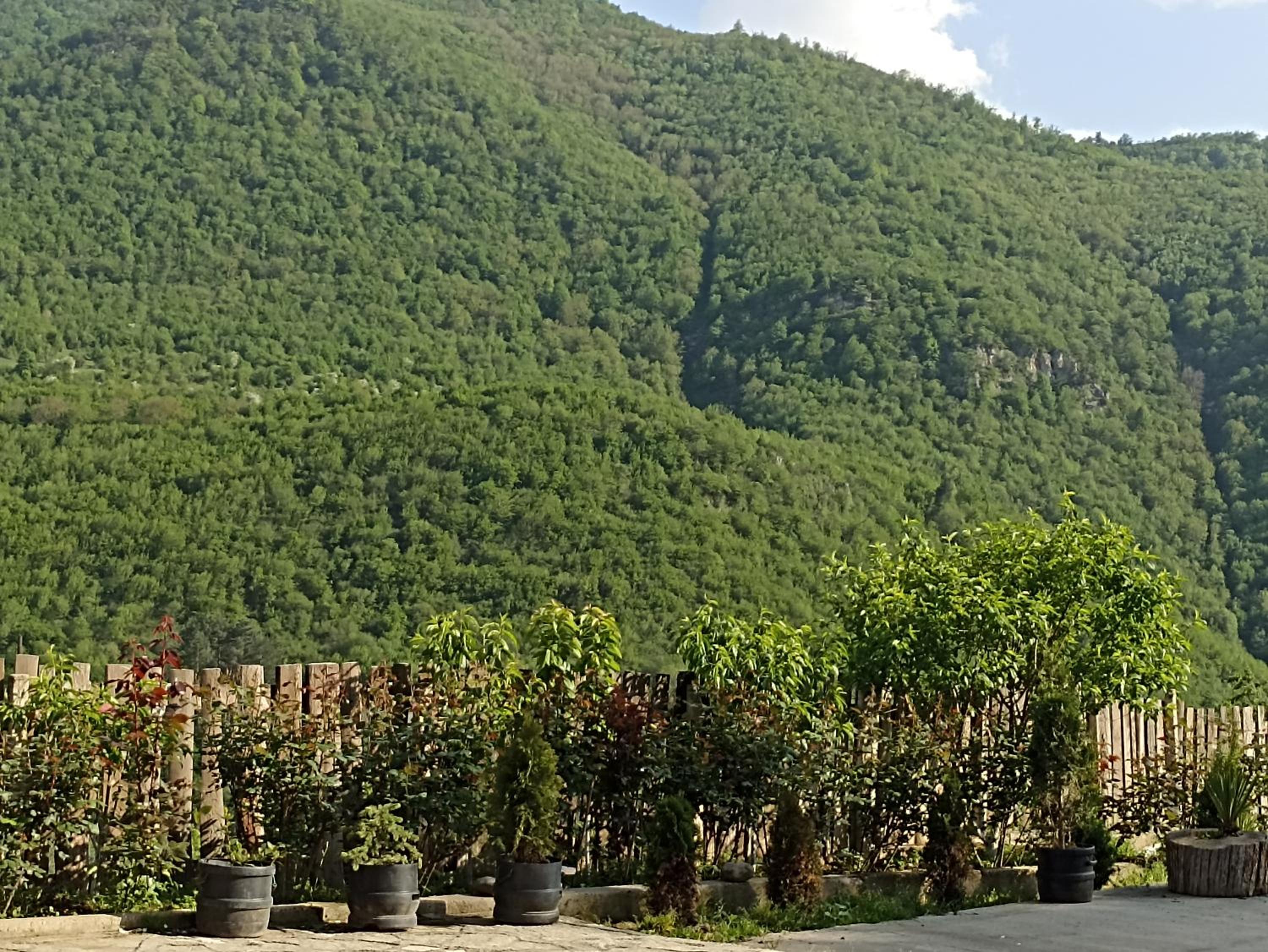 Green Garden