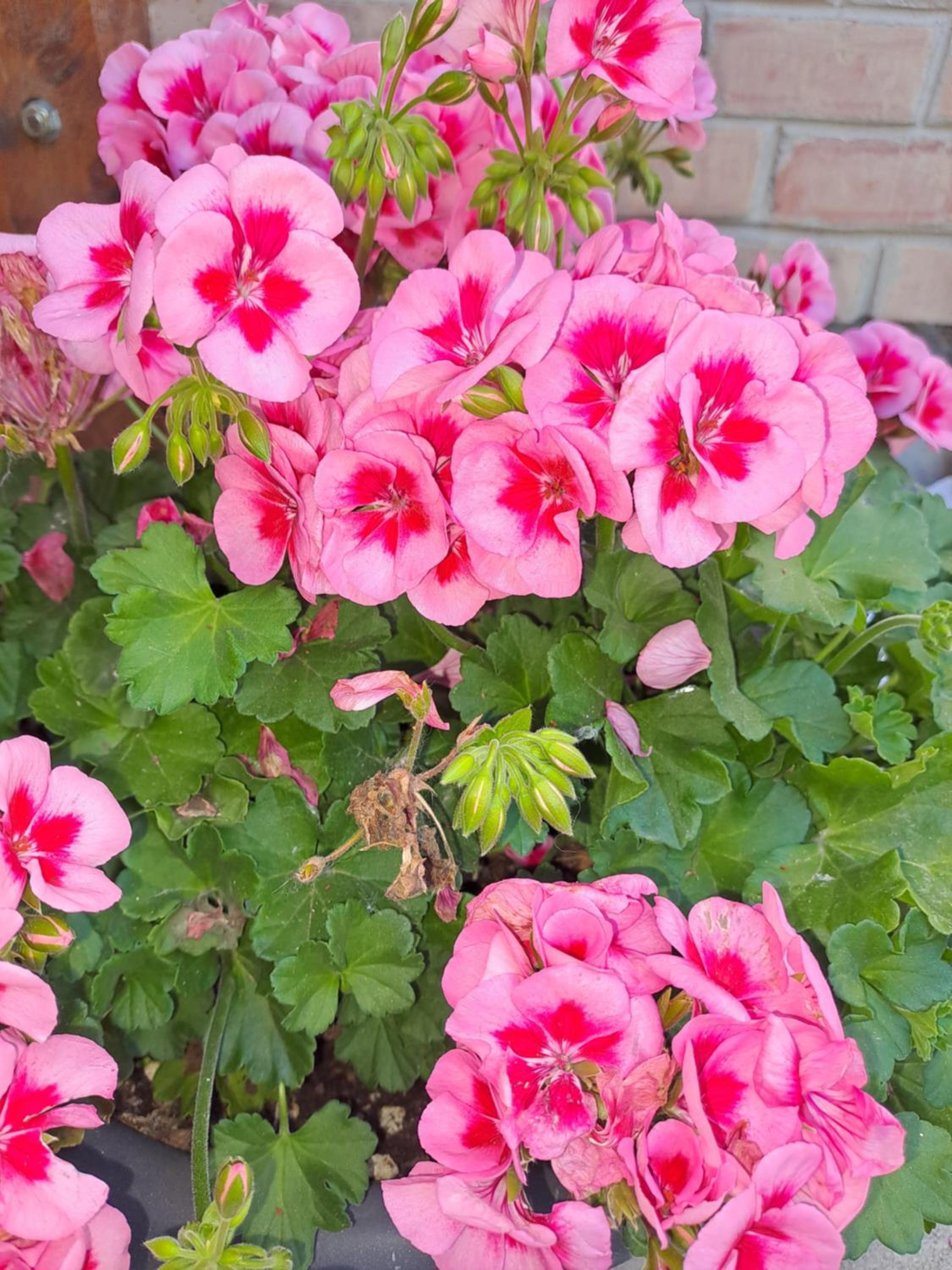 Il Giardino Home photo 2