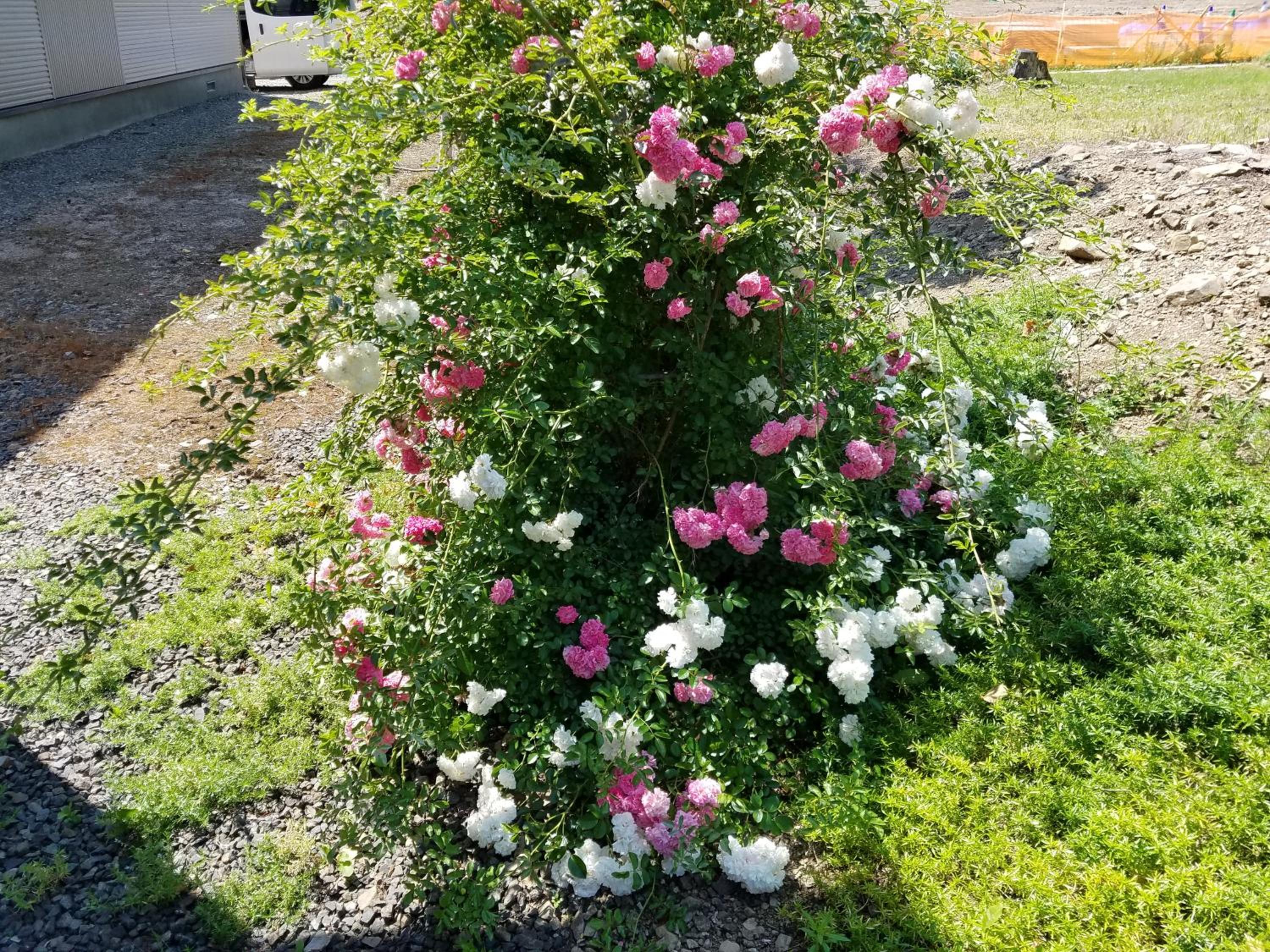 Photo 31