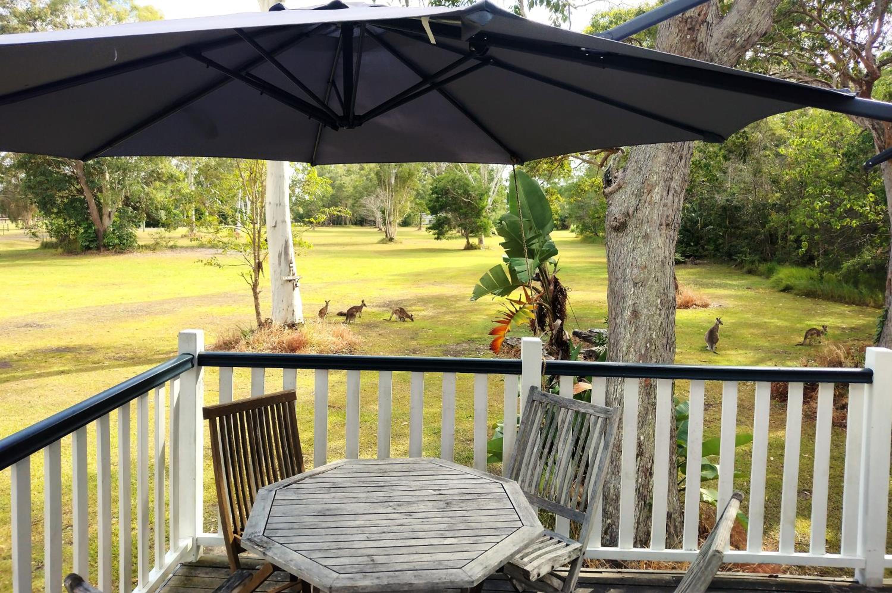 Lake Weyba Noosa Lodge & Kangaroos