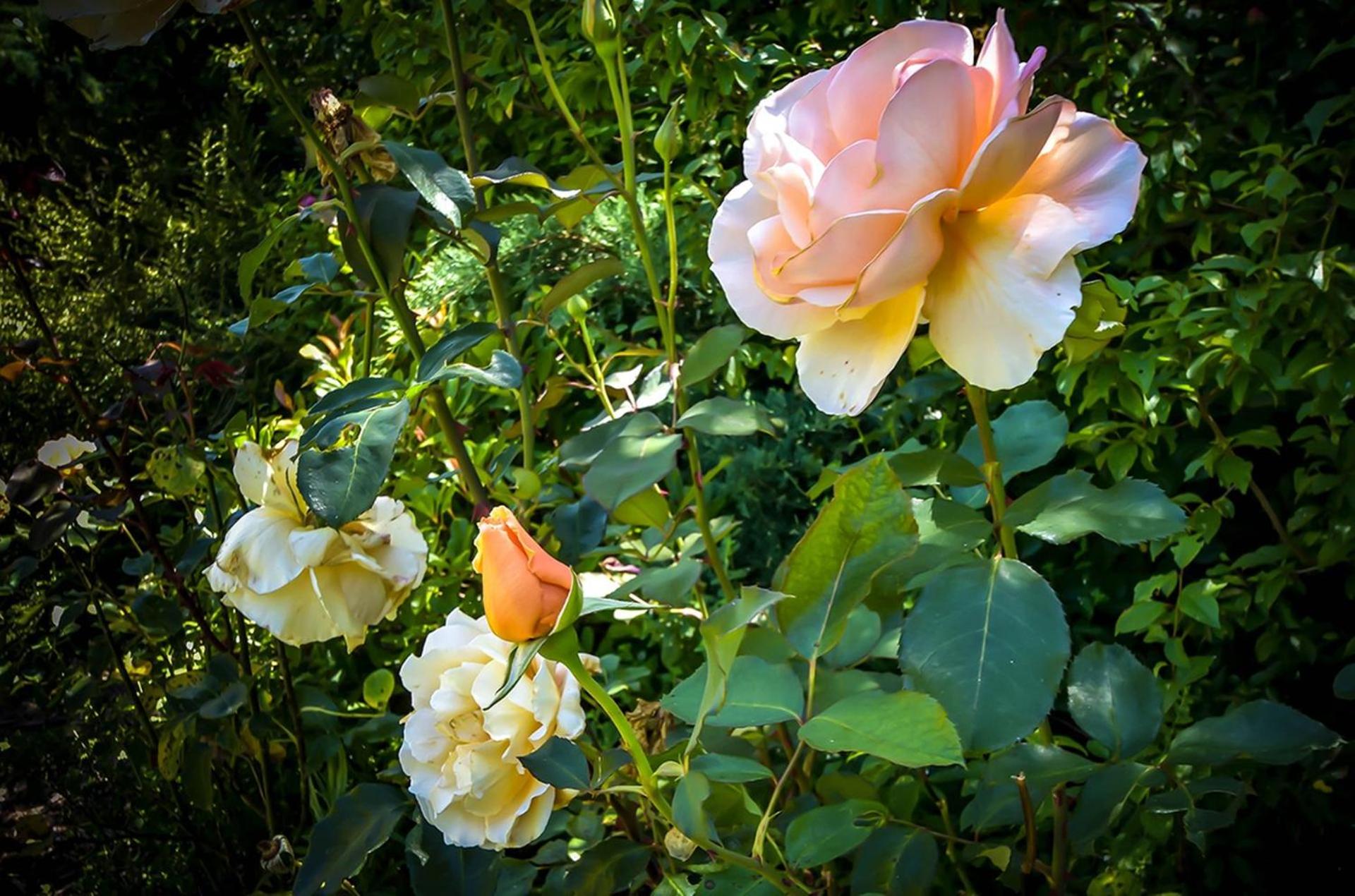 Maple Rose Bowral