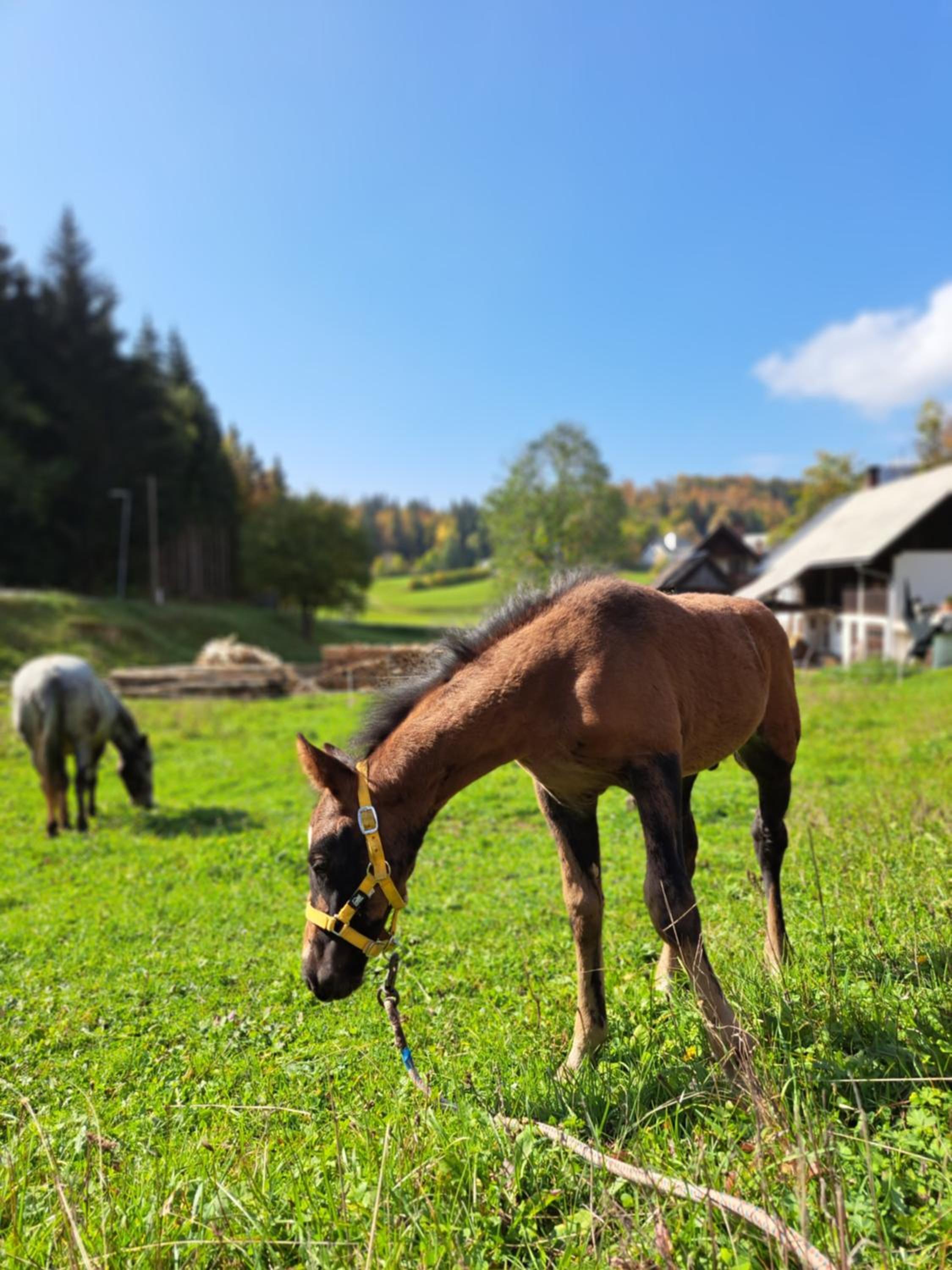 Tourist Farm Pr' Maretč view 3