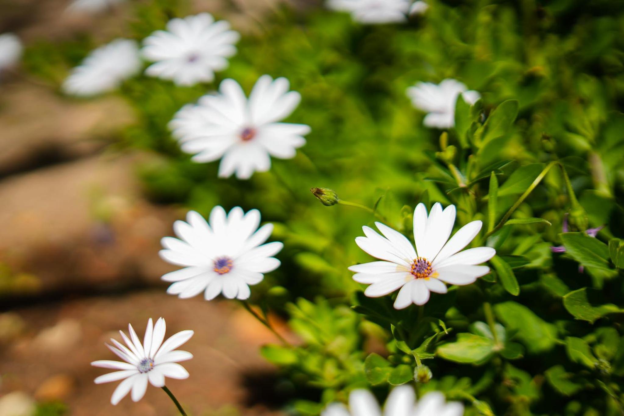 Carvoeiro Vacations - Casa Sonny - Property Image 16