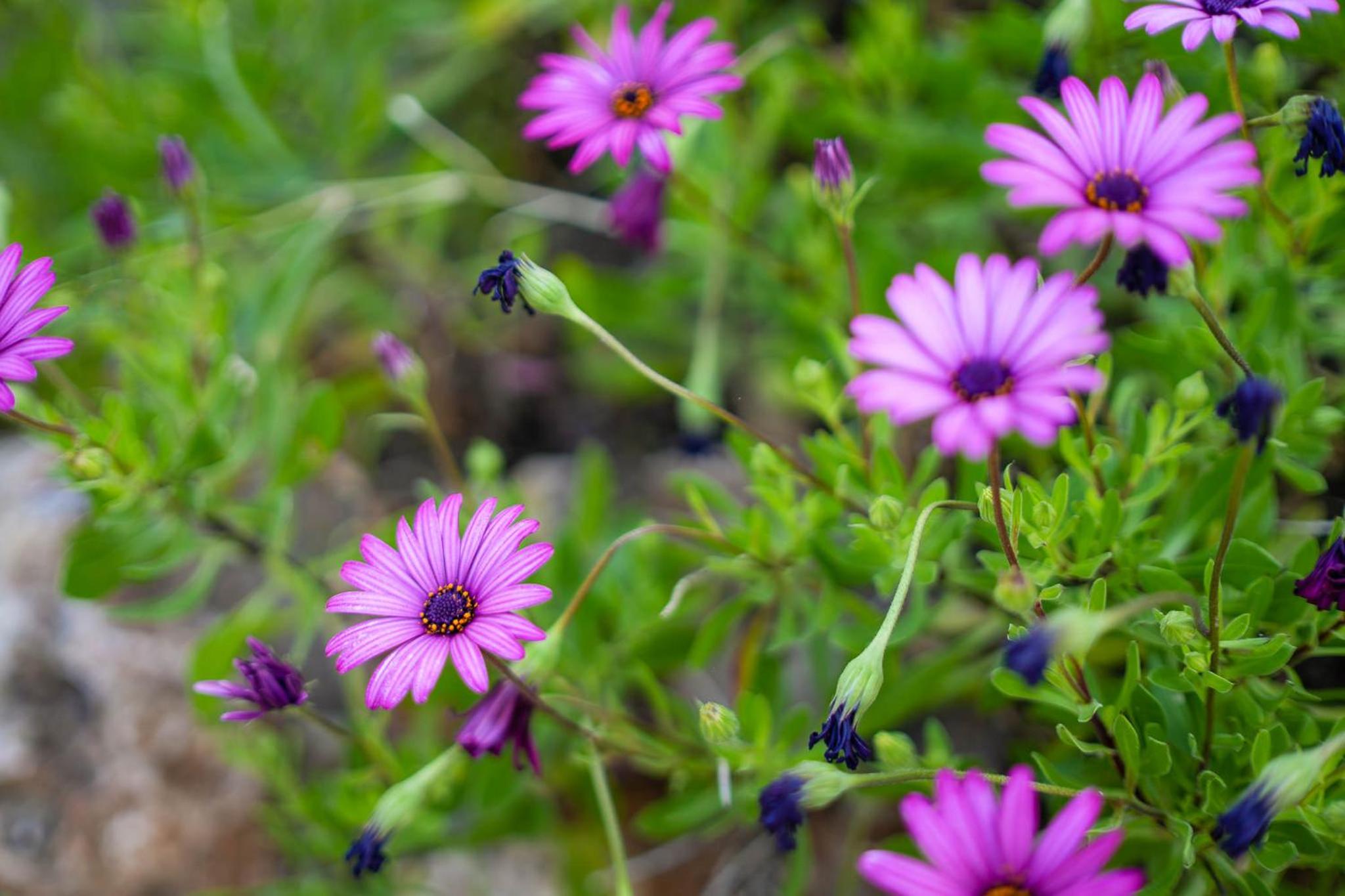Carvoeiro Vacations - Casa Sonny - Property Image 17